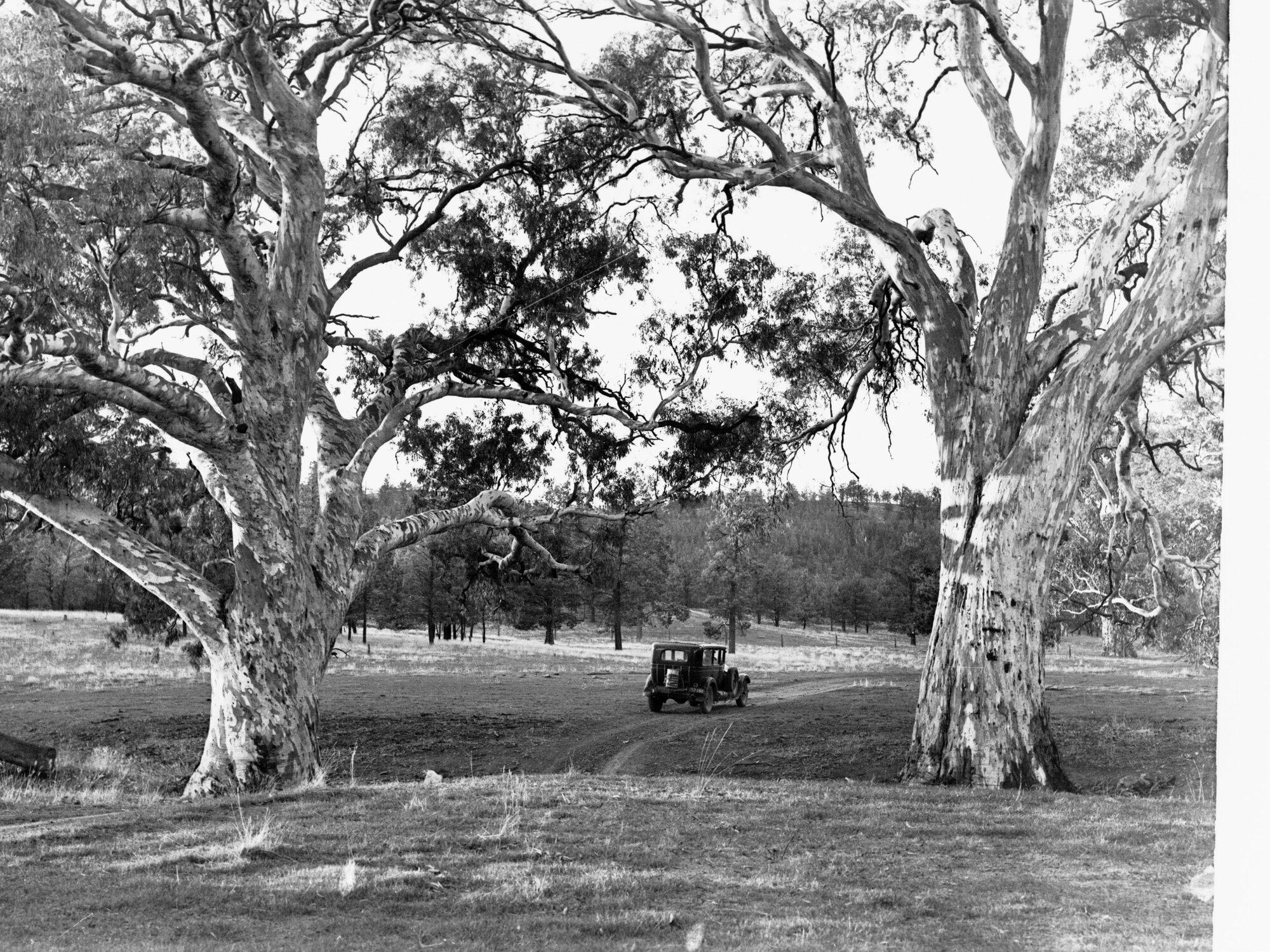 Gums at Wilpena Pound Station Flinders Ranges