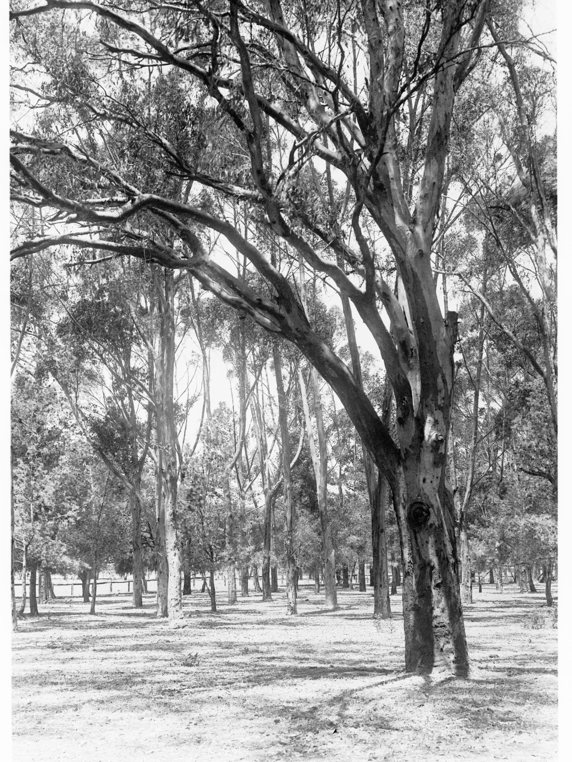 Gum trees, Adelaide parks
