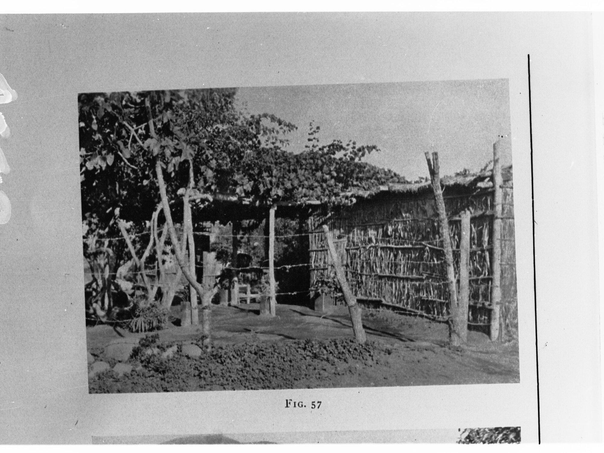 Garden in South America