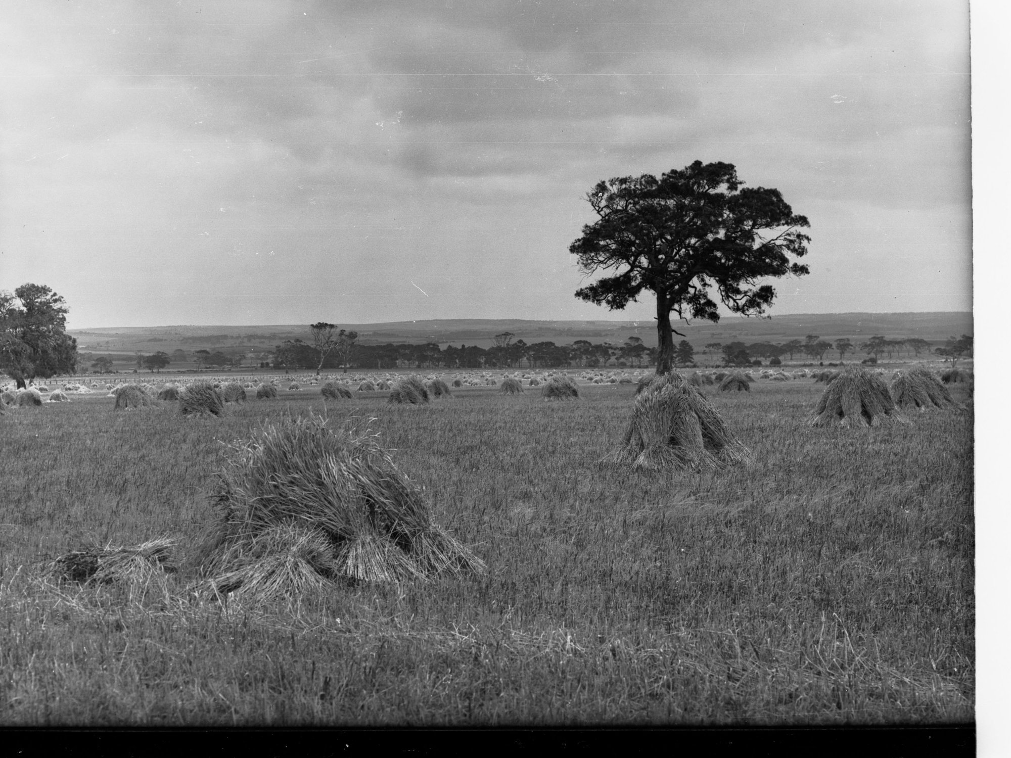 Hay Field at Willunga