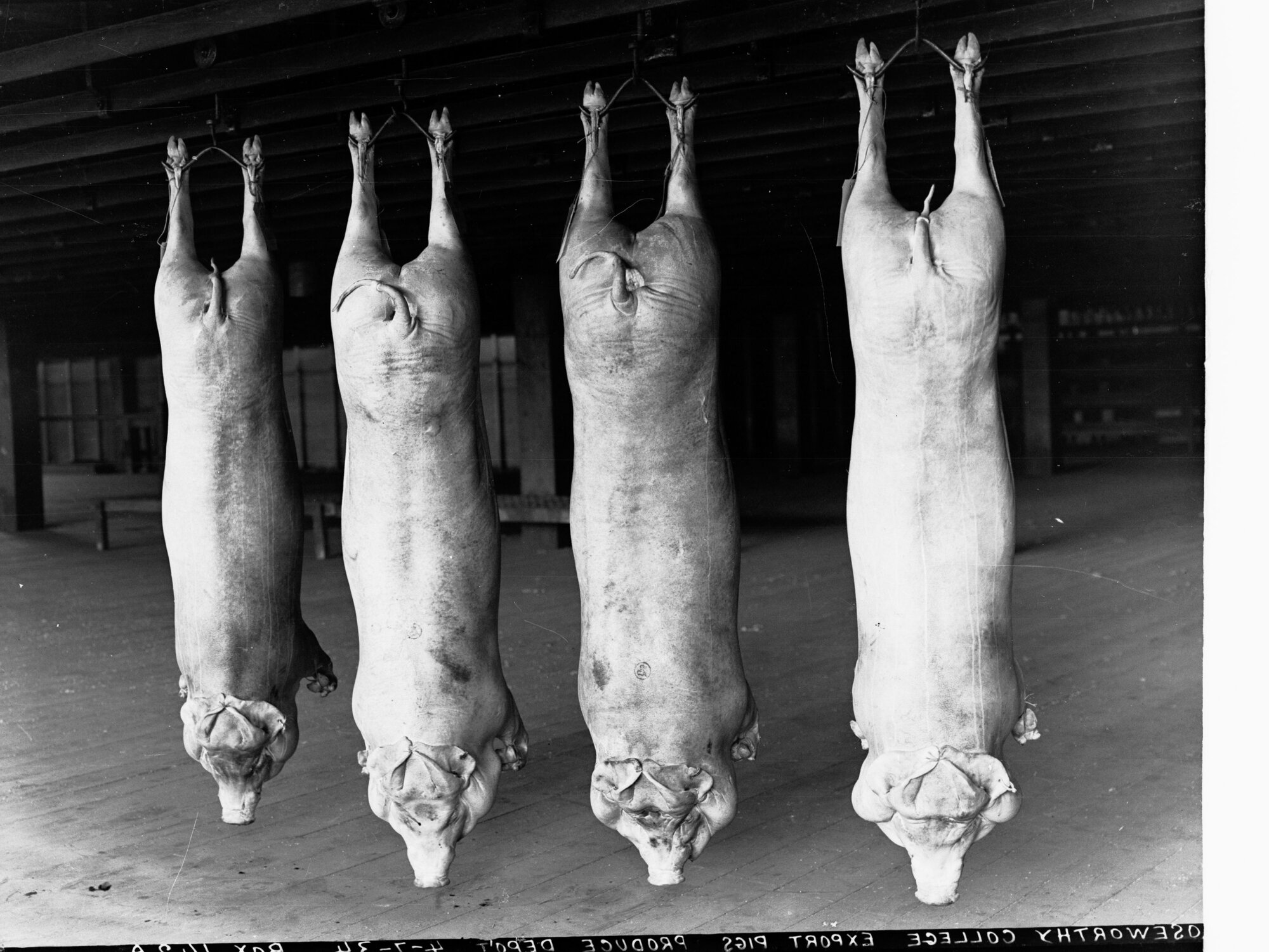Roseworthy College Export Pigs Produce Department