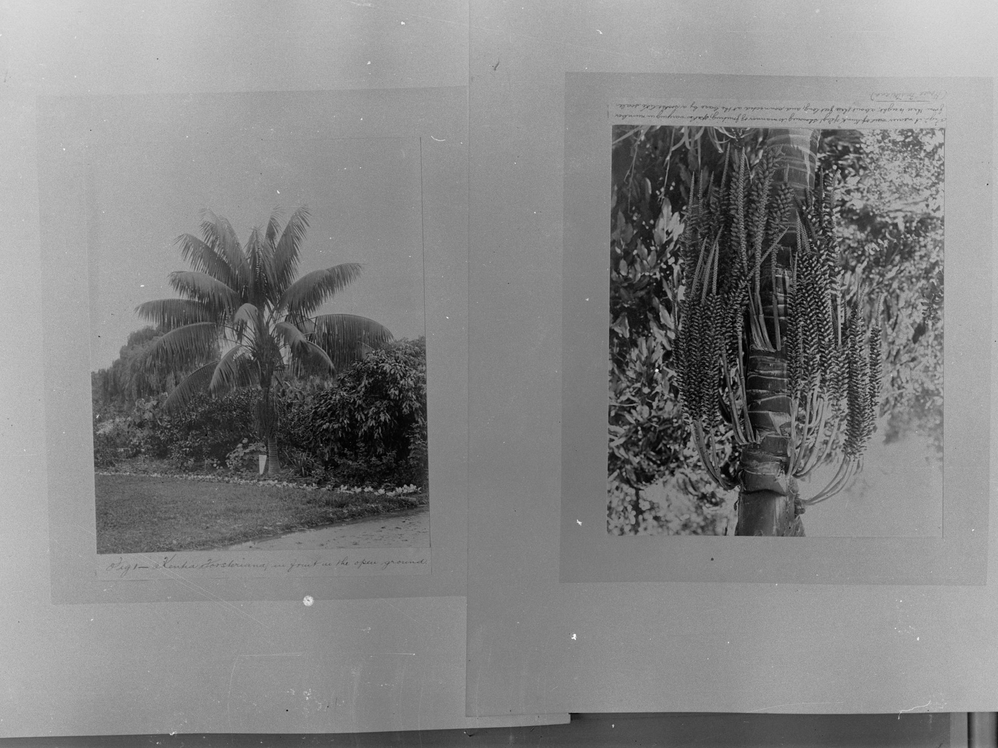 Palm tree plantation - Forestry Department, area unknown