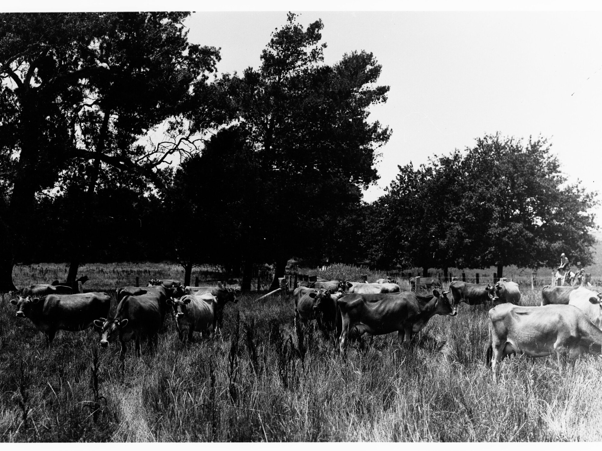 Cows grazing in a paddock (Mr Cowan's Jersey herd, Dalebank, Blakiston)