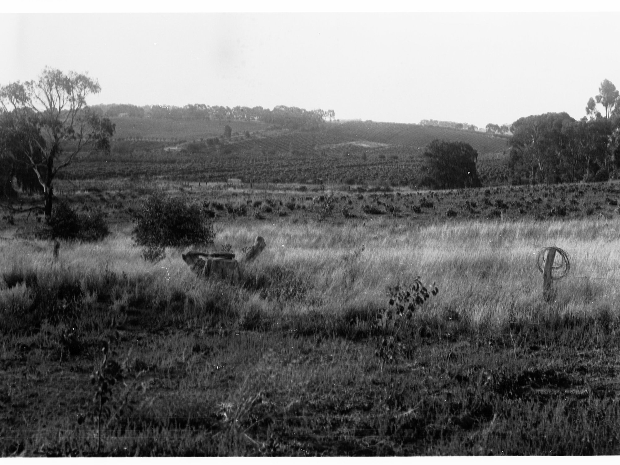 Crops and Paddocks Near Clare Showing Boundaries