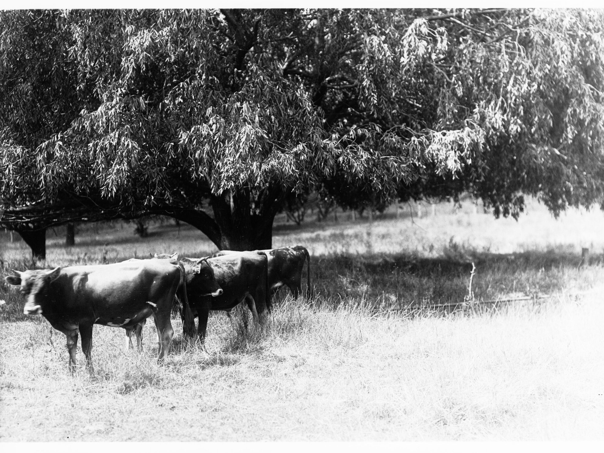 Cows grazing in a paddock under a tree (Mr Cowan's Jersey herd, Dalebank, Blakiston)