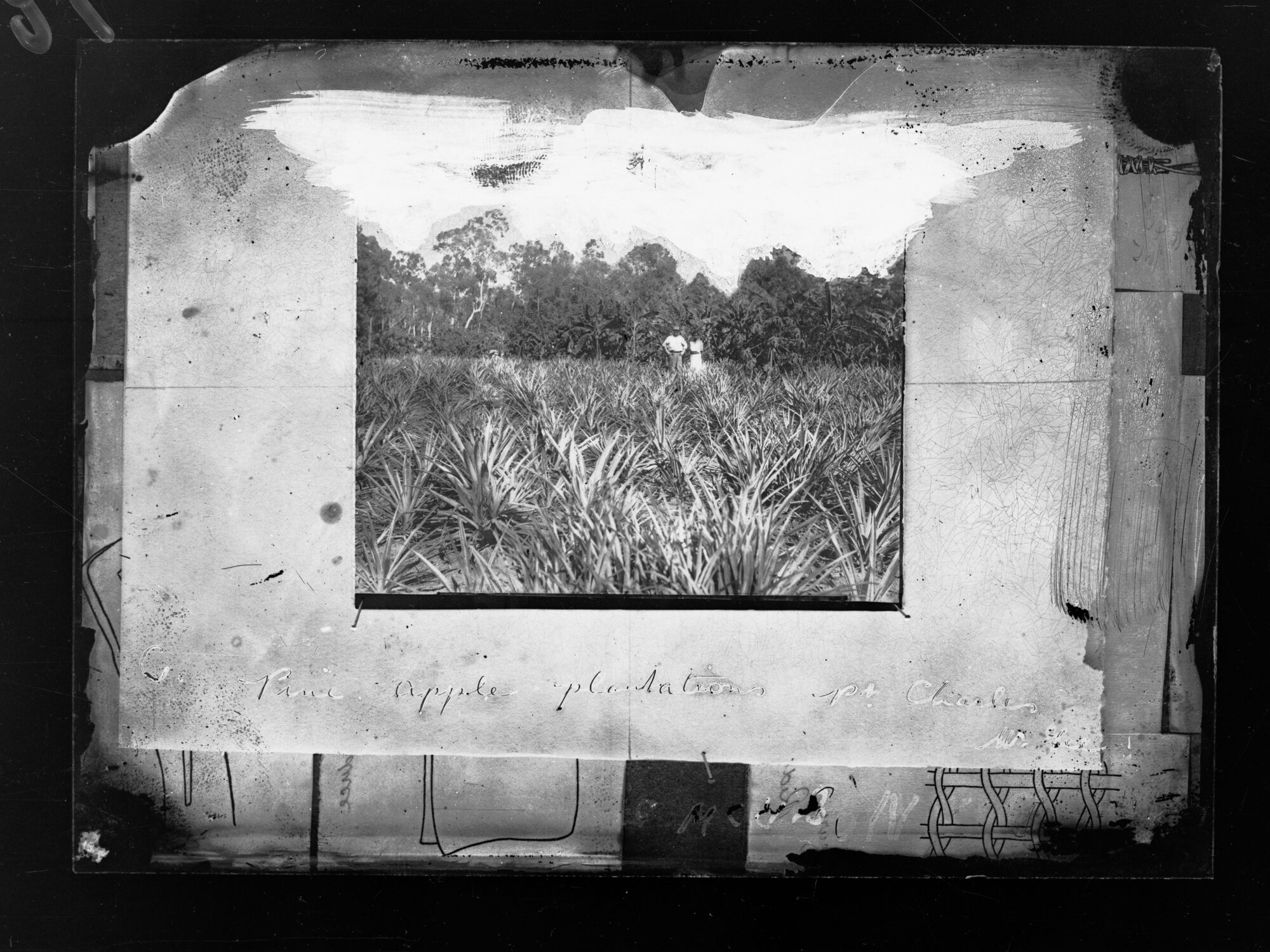 Pineapple planatation Point Charles