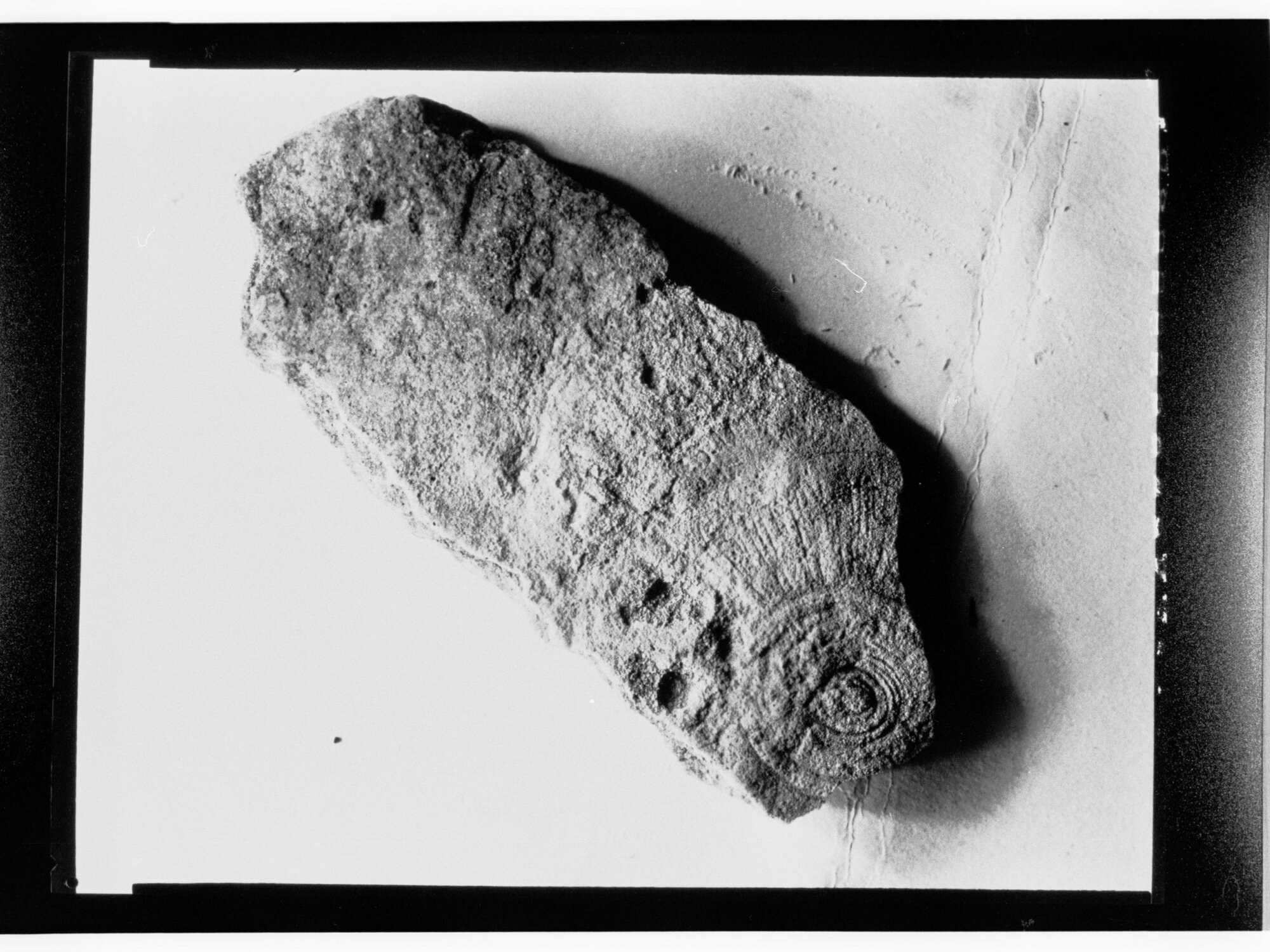 Fossil from Ediacara