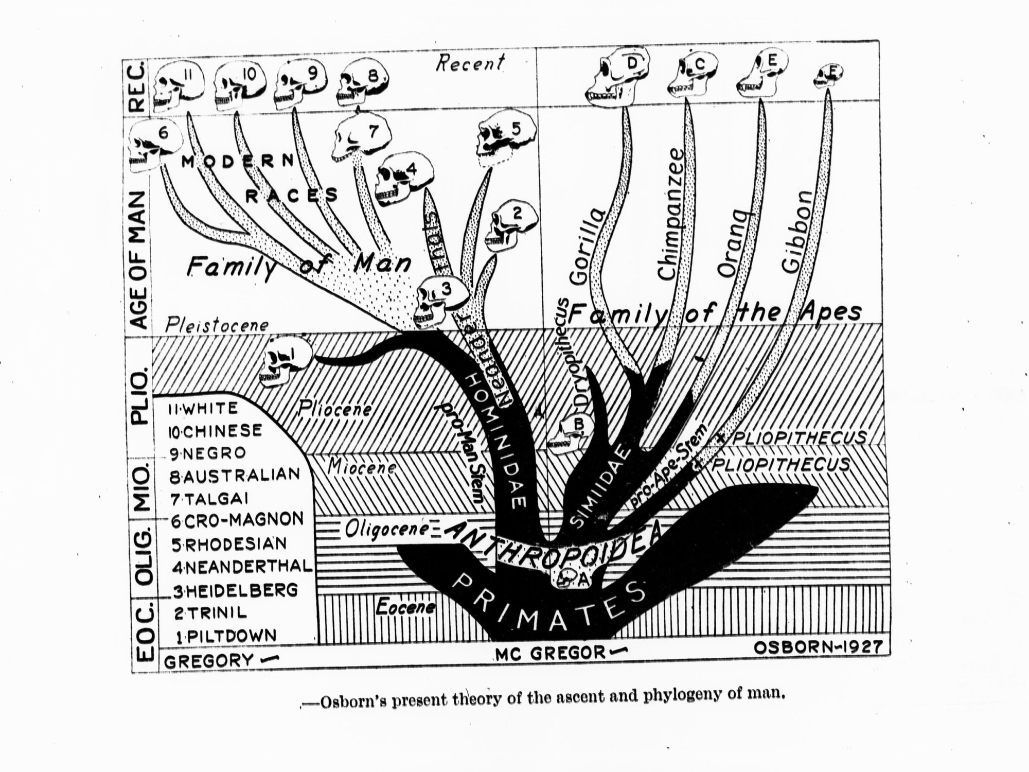 Page from book showing Family of Man and Family of Apes (Osborn's present theory of the ascent and phylogeny of man)