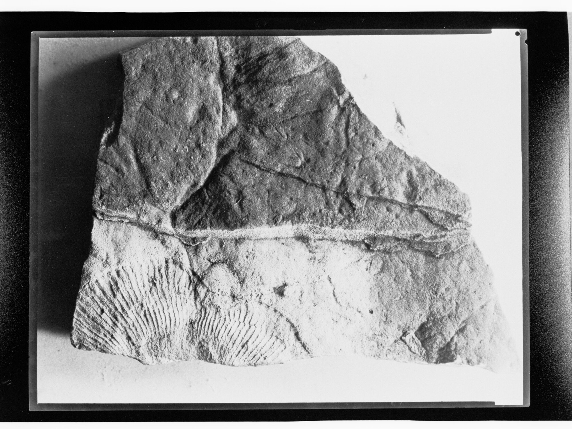 Fossil from Ediacara