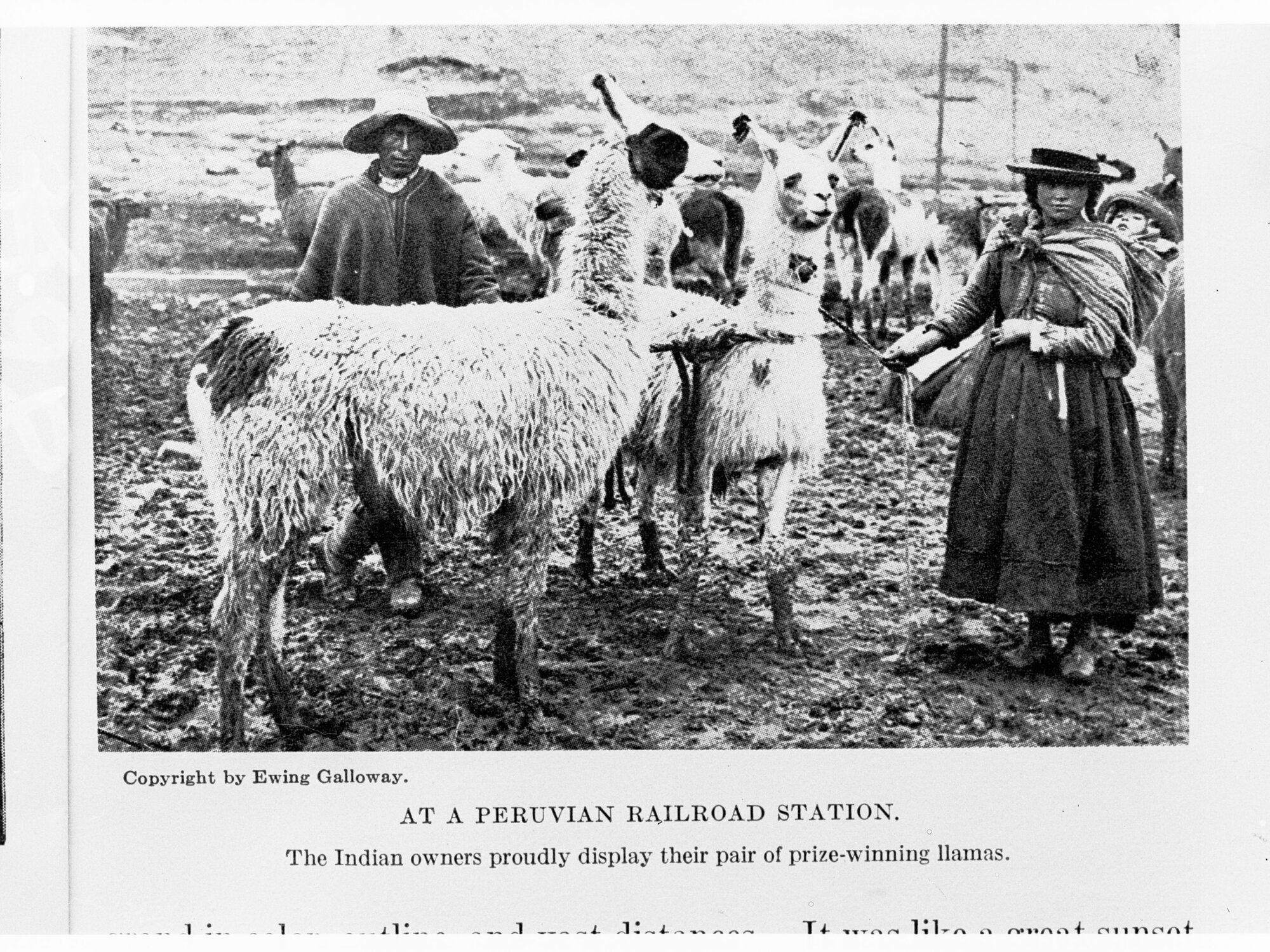 At a Peruvian Railroad Station - the Indian owners proudly display their pair of prize-winning Llamas