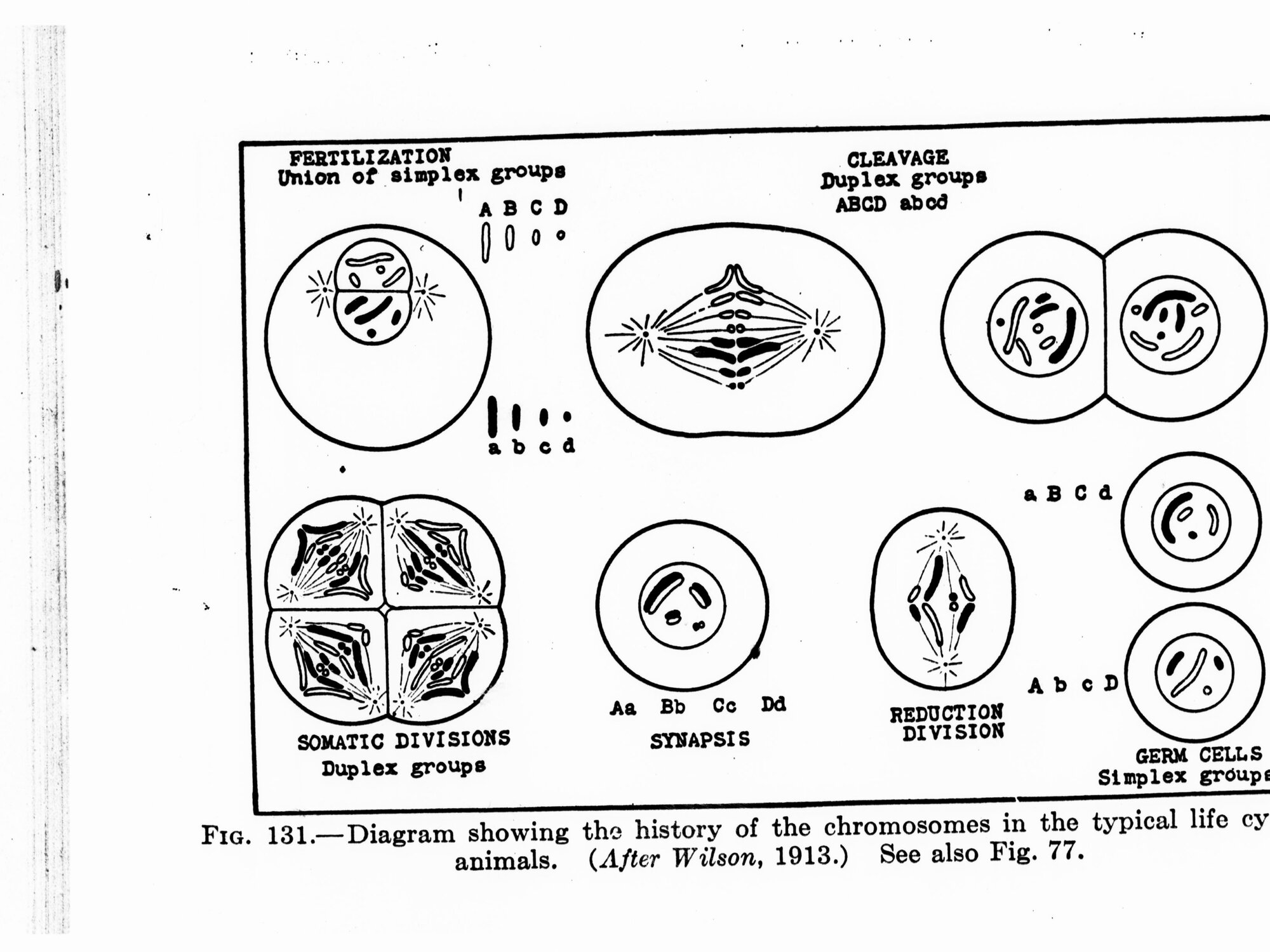 Diagram showing the history of the chromosomes in the typical life cycle of animals (After Wilson, 1913)