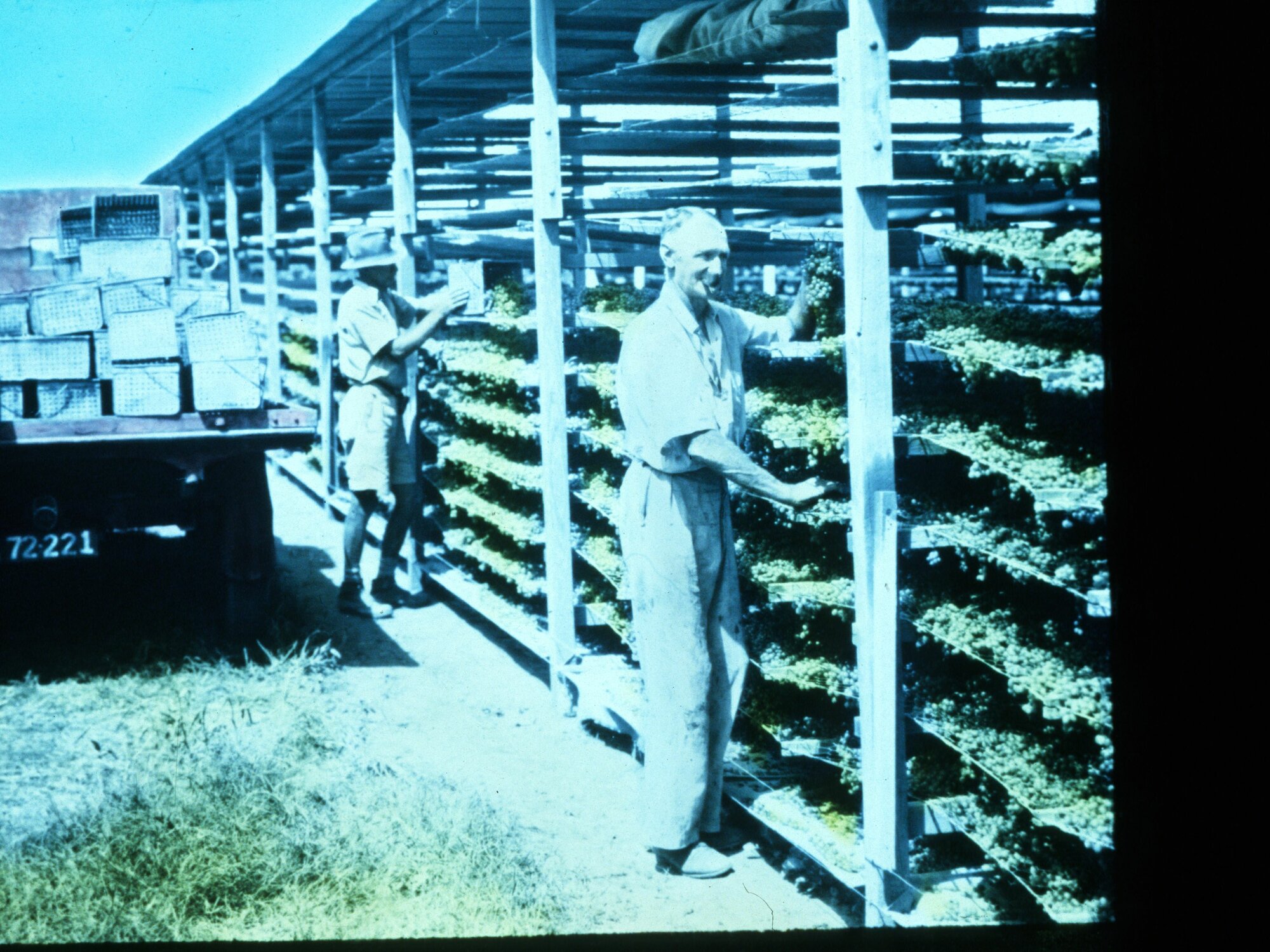 Men Putting Grapes on Racks to Dry River Murray Scheme
