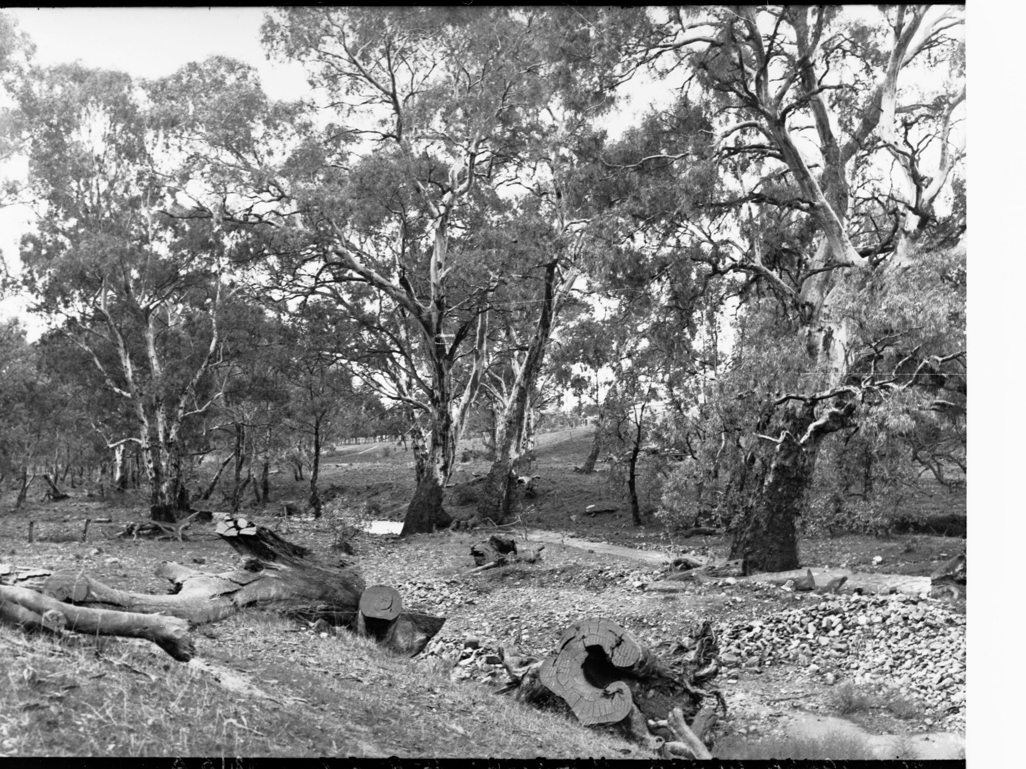 Willochra Creek at Melrose
