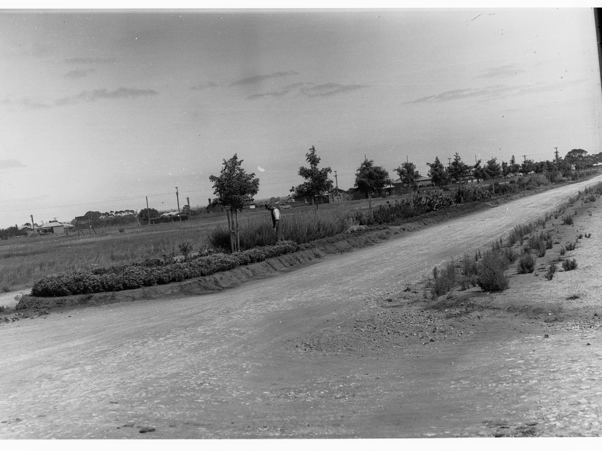 Men at roadside plantation at Colonel Light Gardens