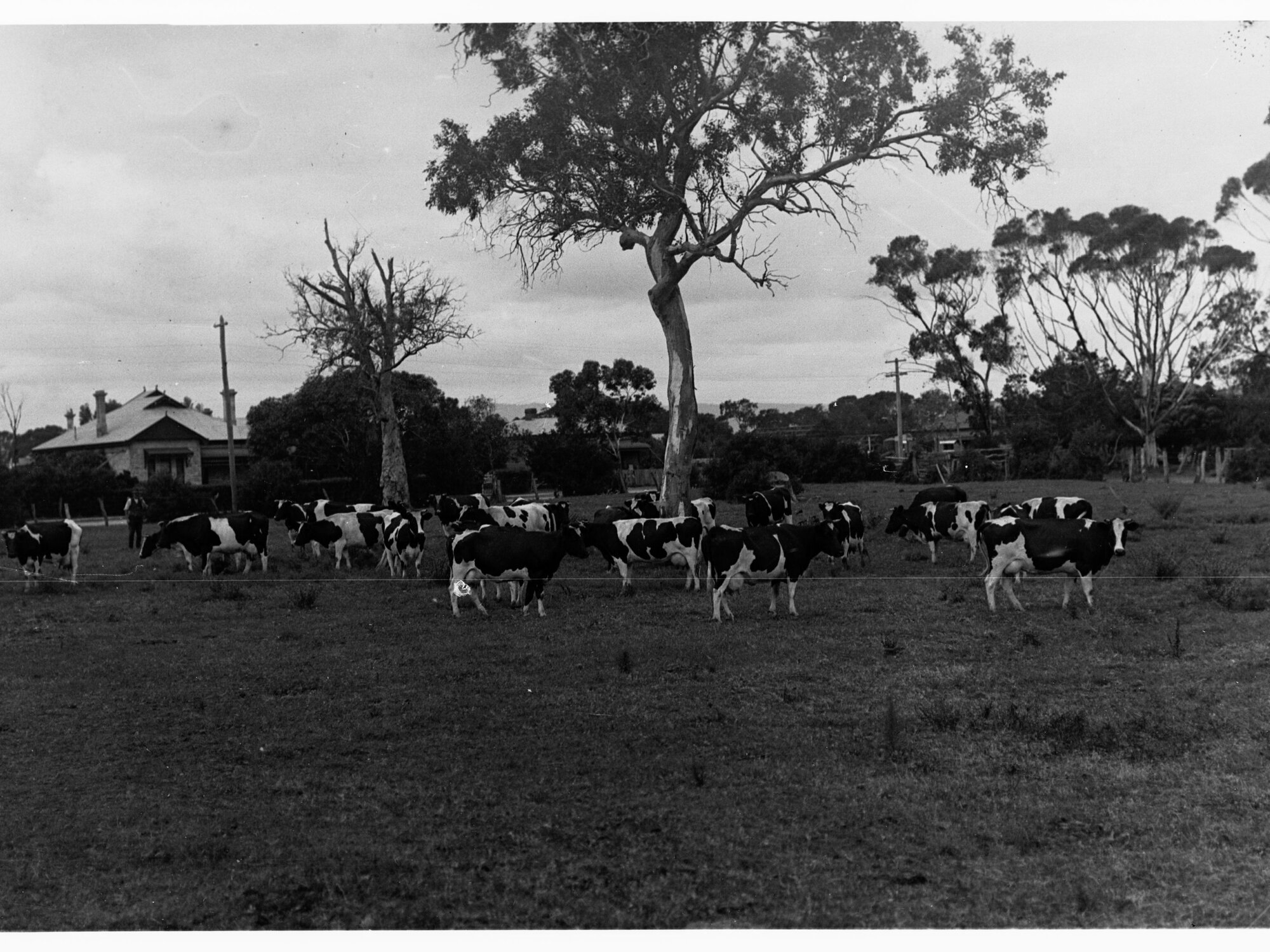 Dairy Cows in Paddock