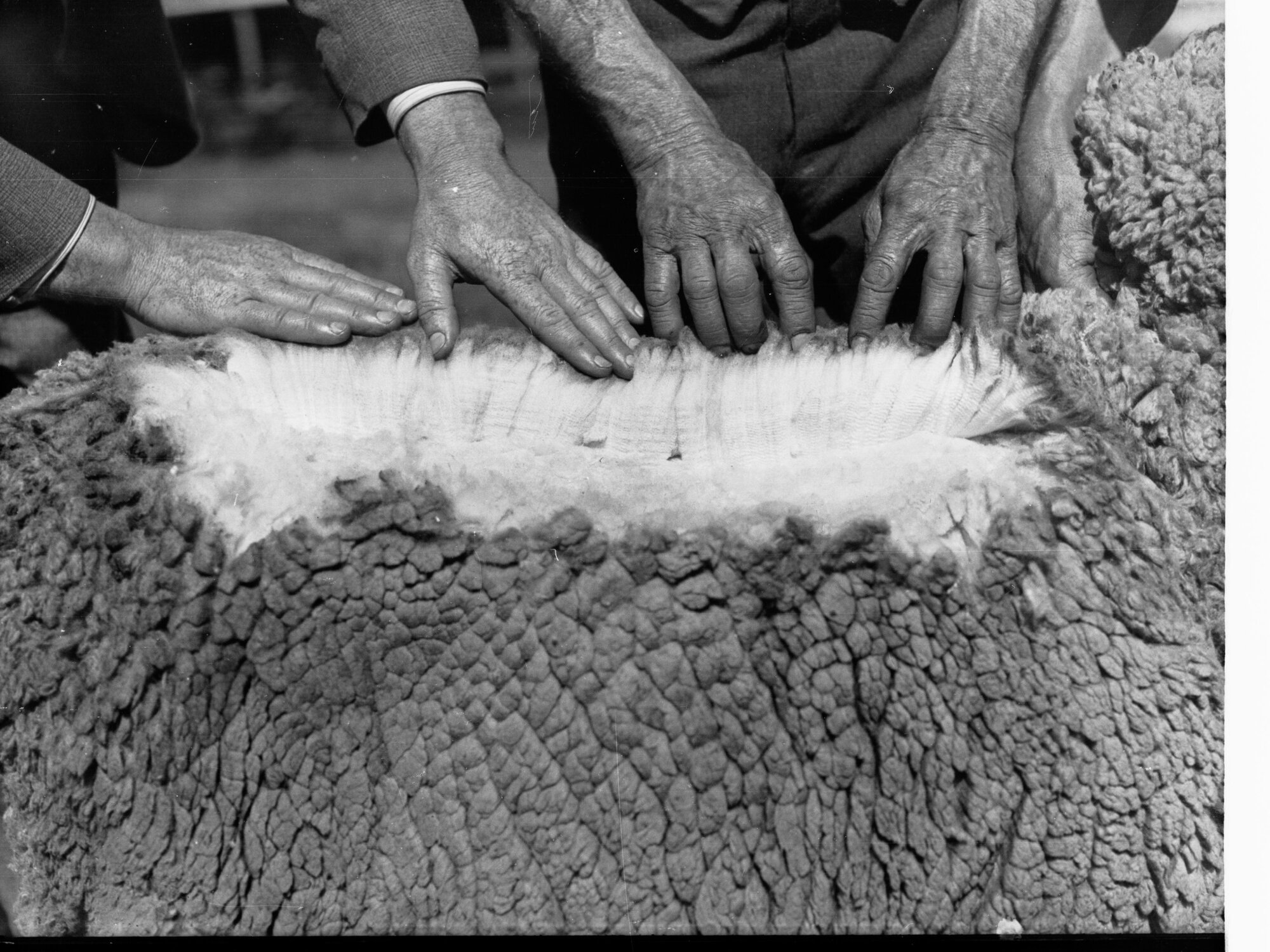Agricultural Department Turretfield Showing Men Examining Sheep