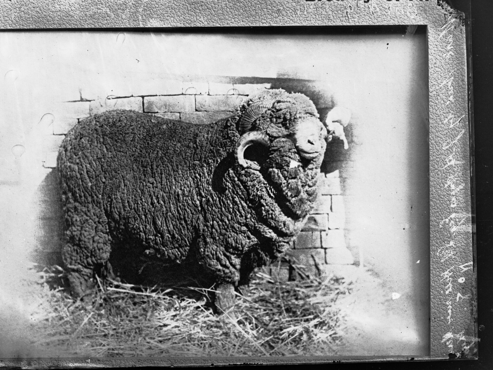 Ram on exhibit,  Bred by J H Angas, Hill River