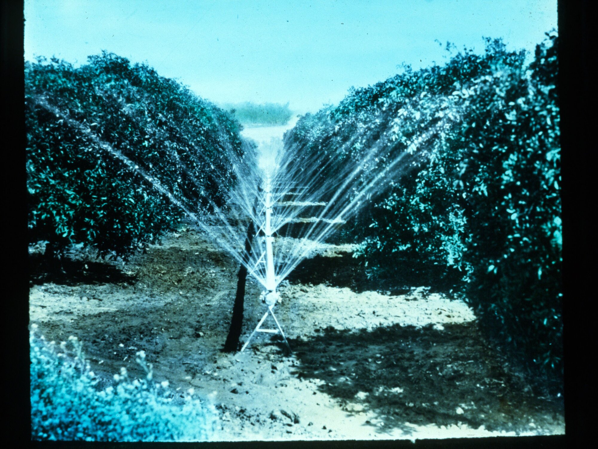 Sprinkler System in an Orchard River Murray