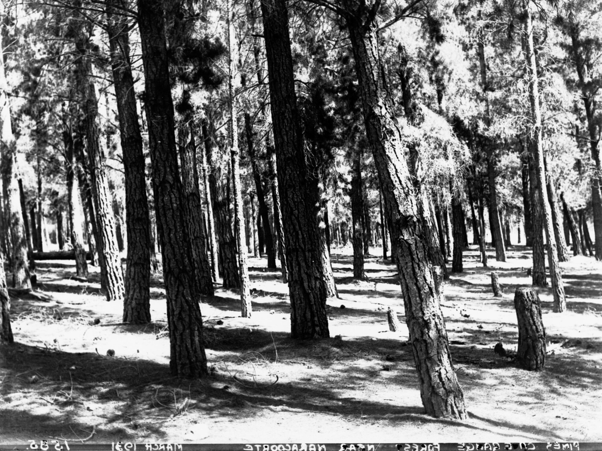Pine Forest at Cave Range Naracoorte