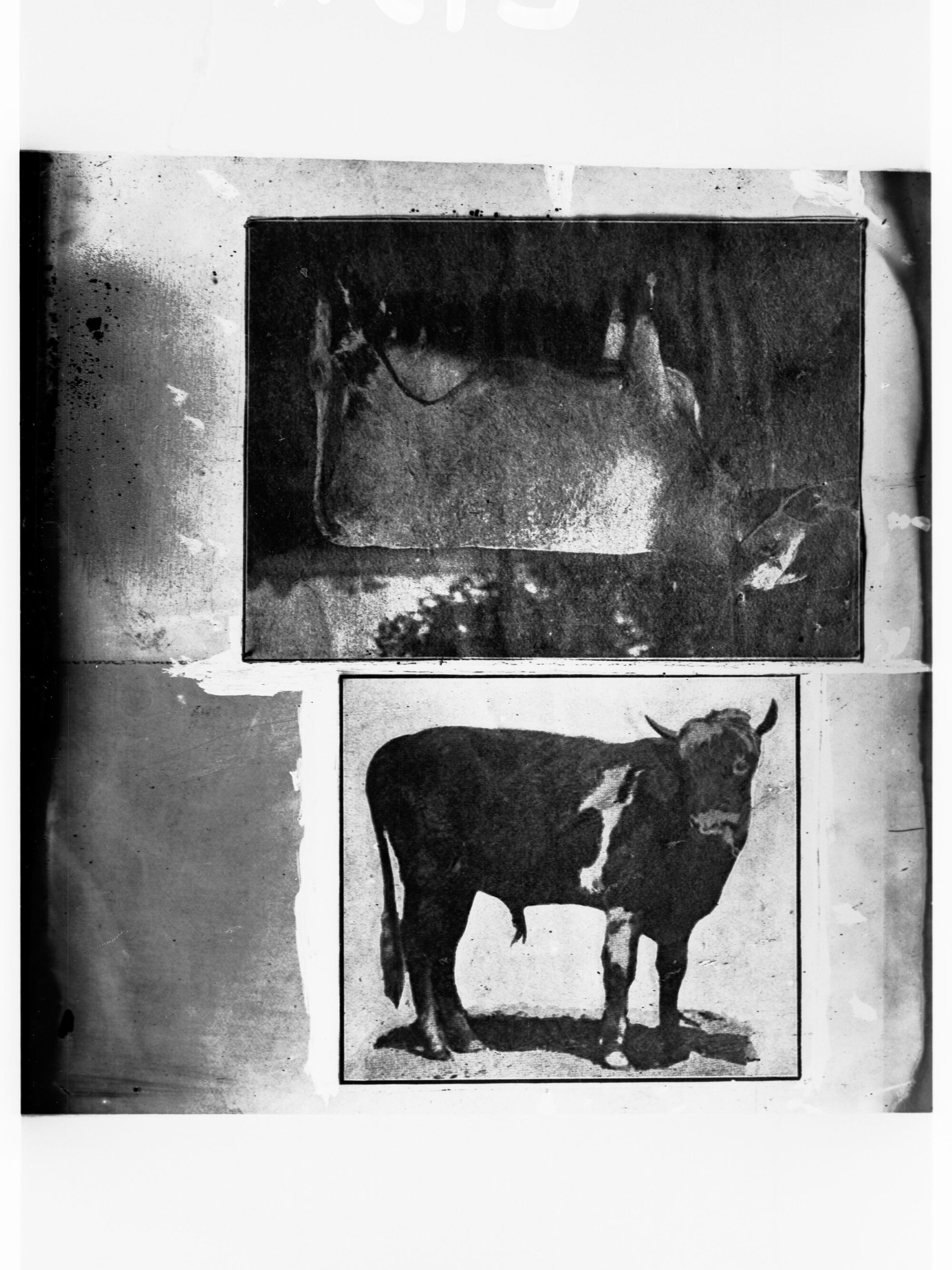 Two separate photographs of a bull and a cow