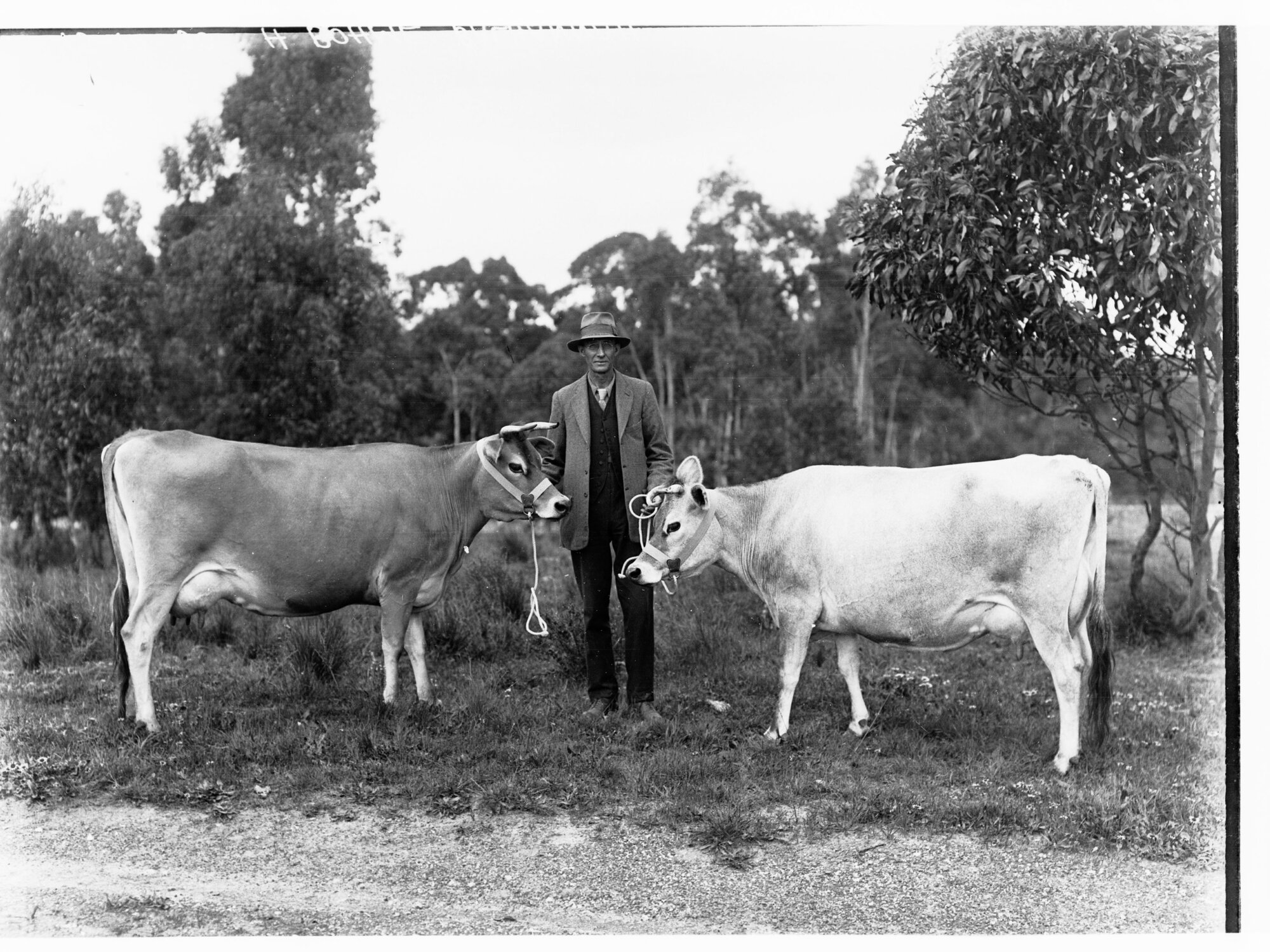 Mr. H Boehm with two jersey cows at his Balhannah farm