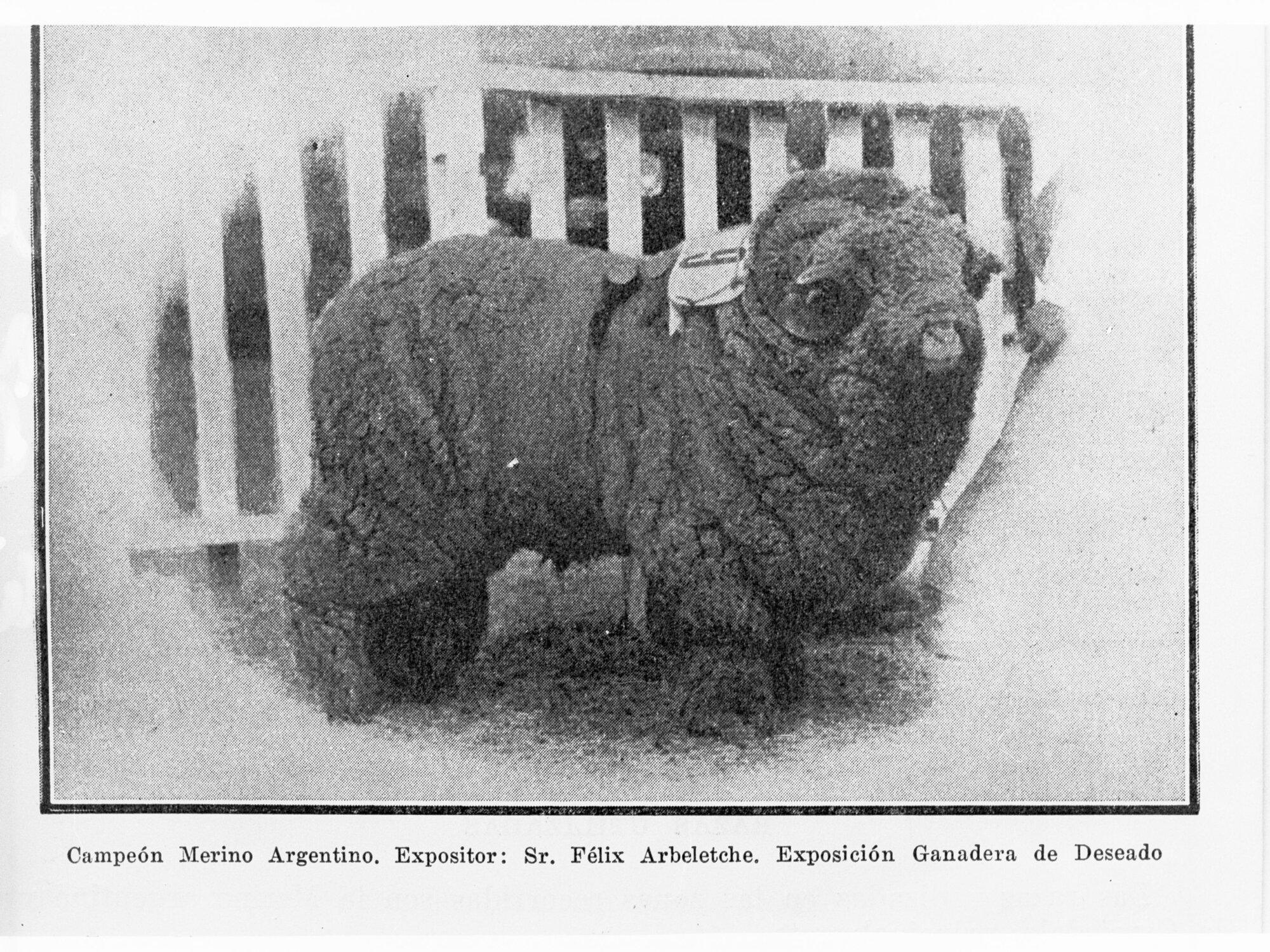 Champion Merino Ram in Argentina
