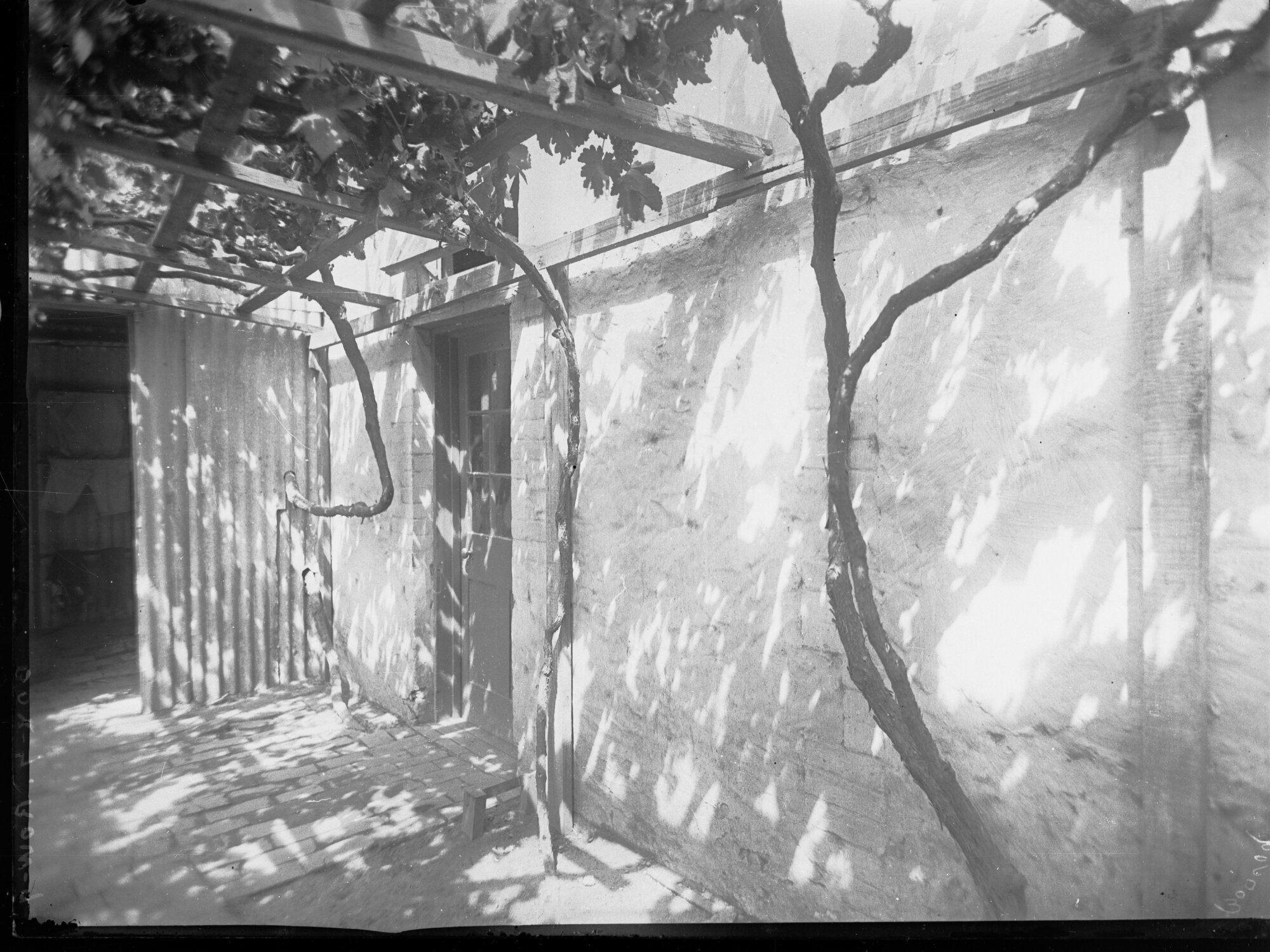 Vine on a house at Brighton