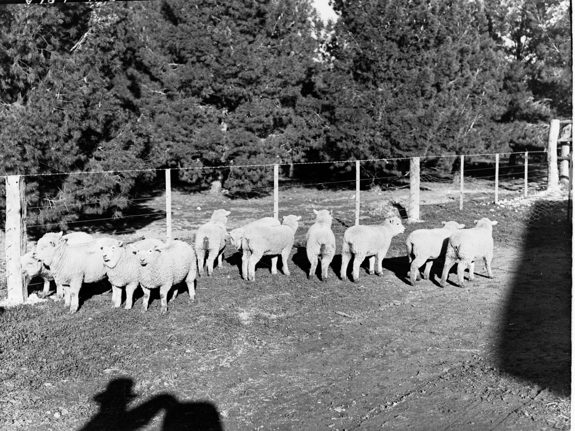 Sheep at Roseworthy College