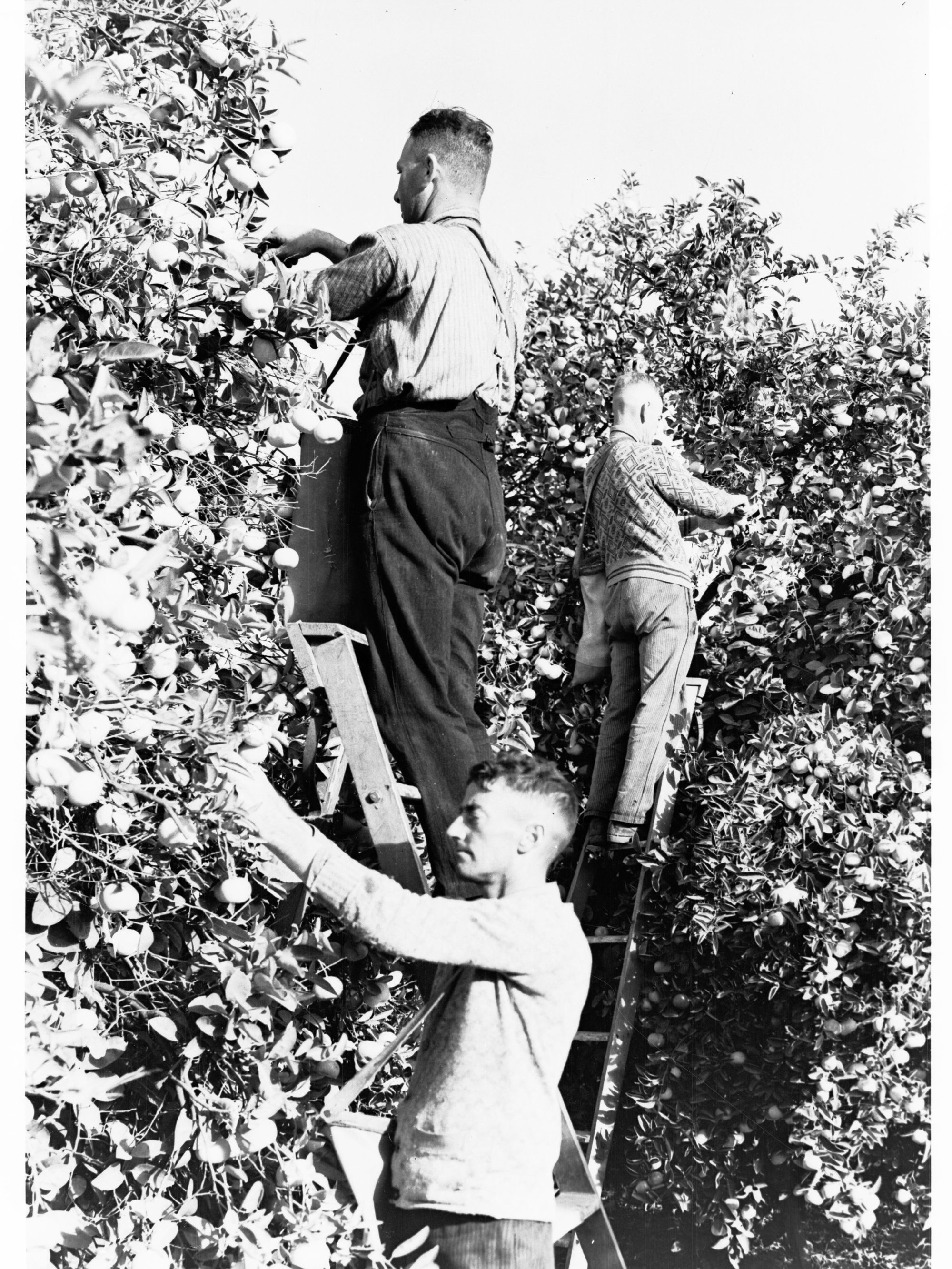 Orange Pickers 