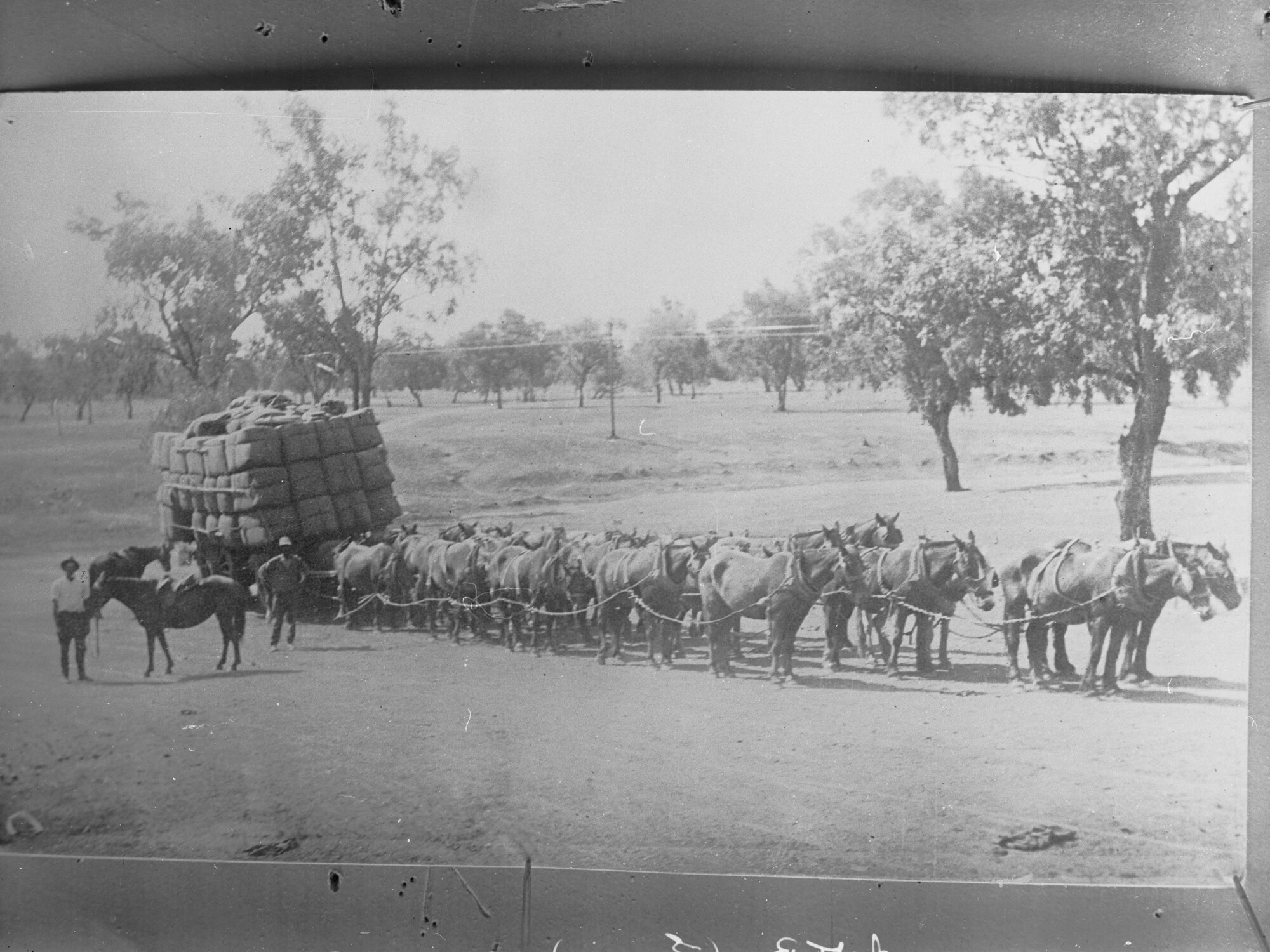 Mules carting wool through bush (several harnessed to a cart)