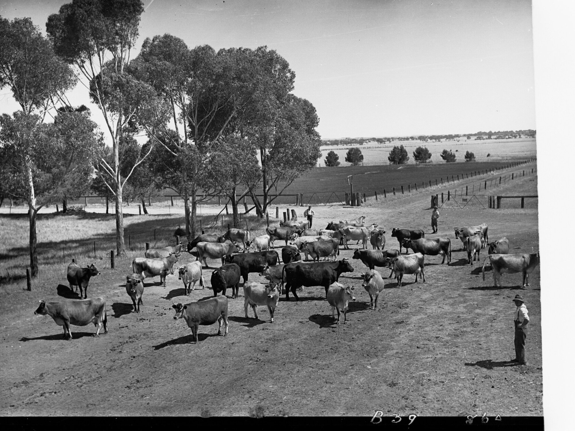 Herd of Cows