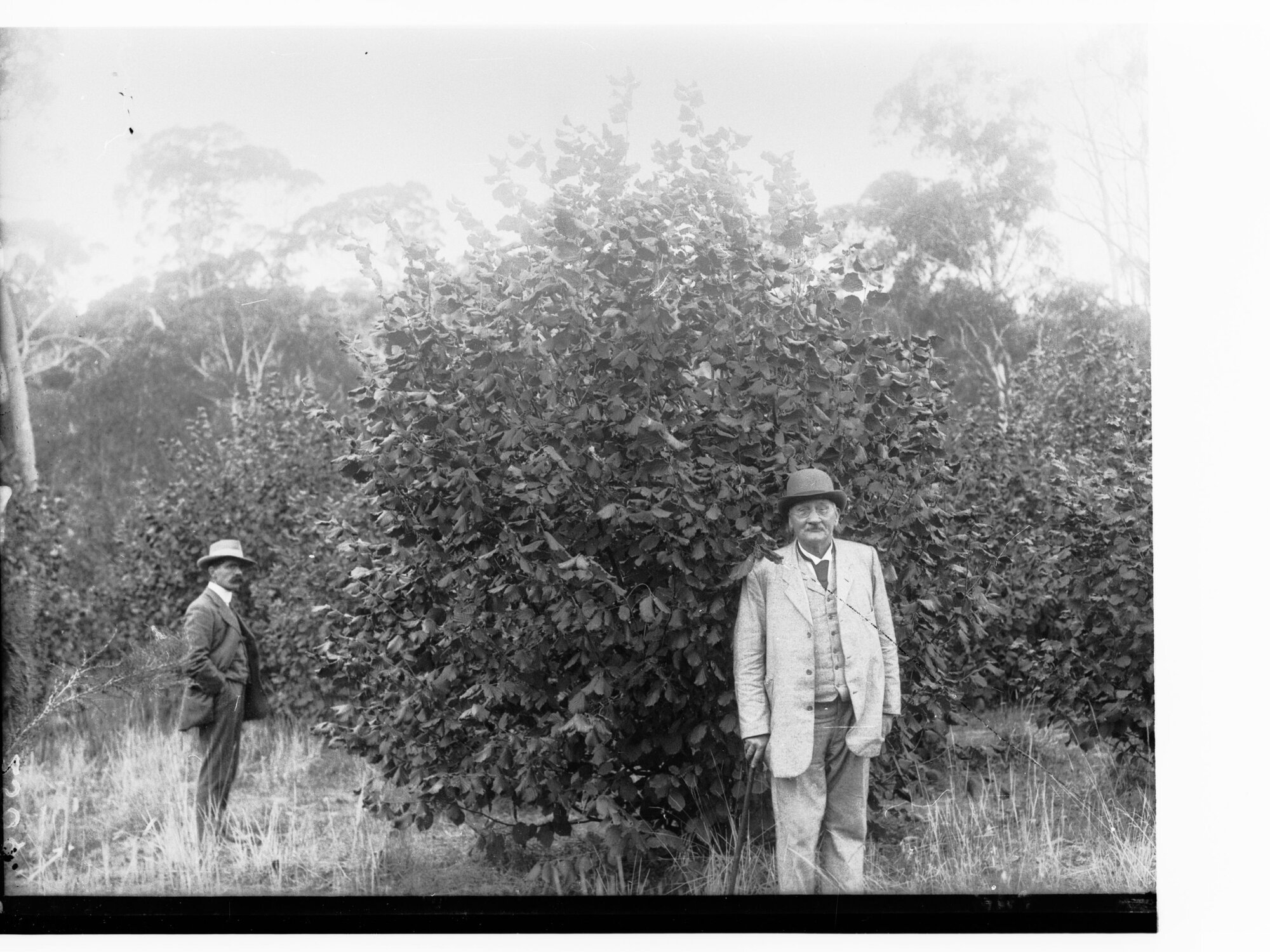 Cob Nut Tree, Mylor - two men standing near tree