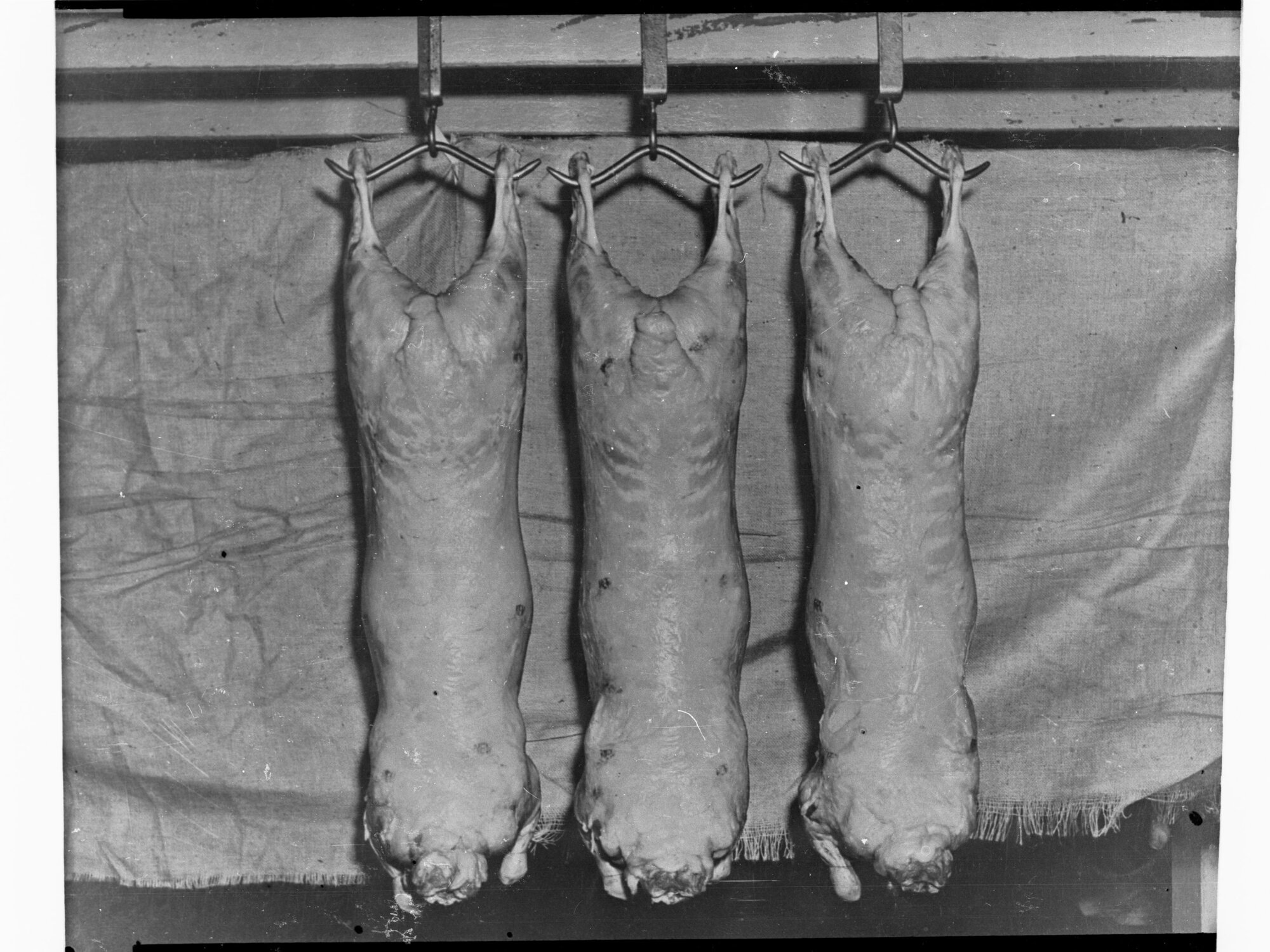 Agriculture - Copy of Sheep Carcasses
