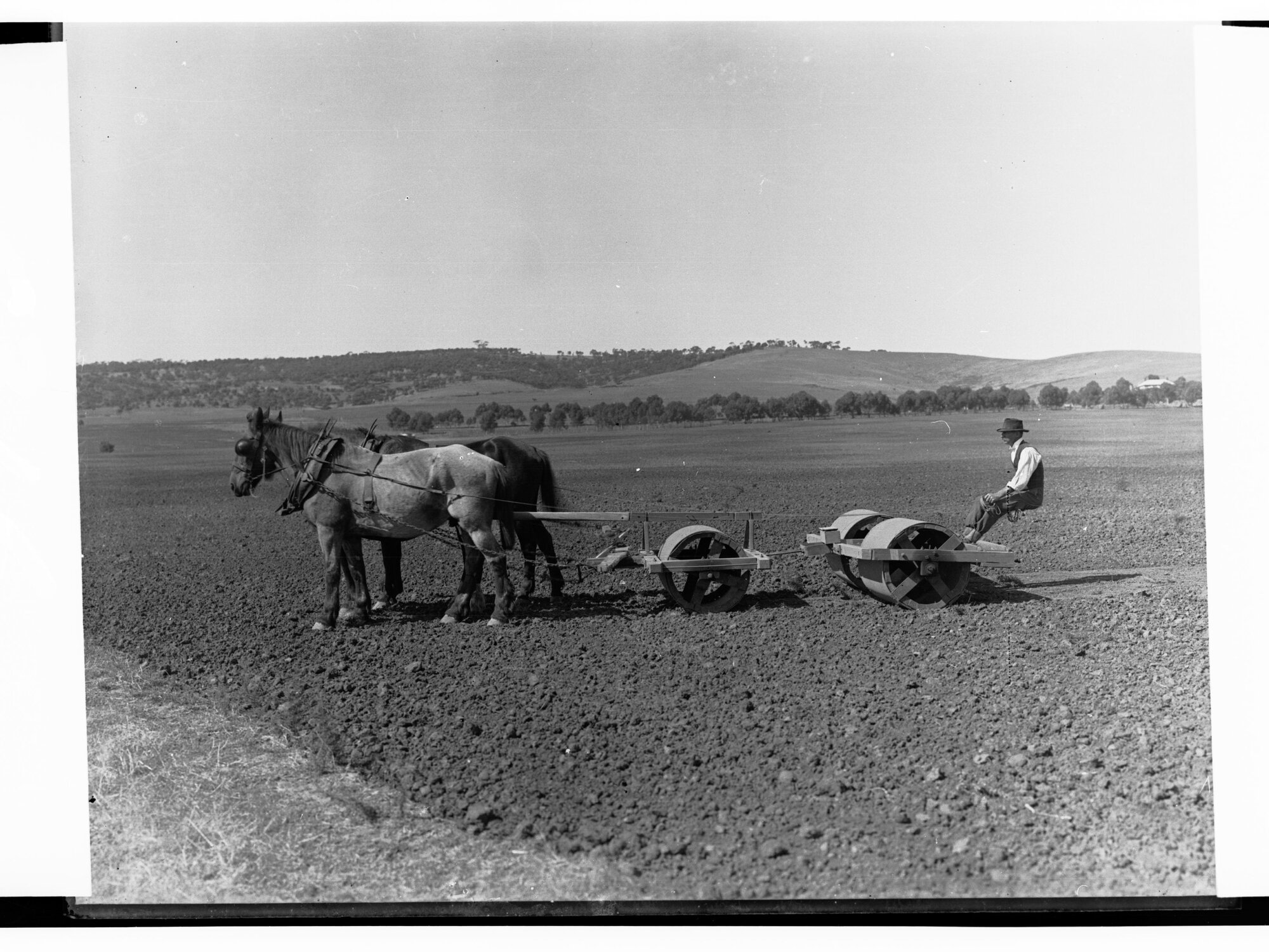 Harvesters at Work on Mount Templeton Estate