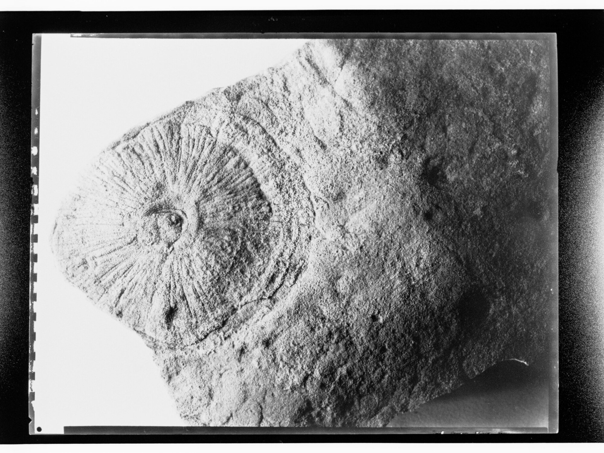 Fossil from Ediacara
