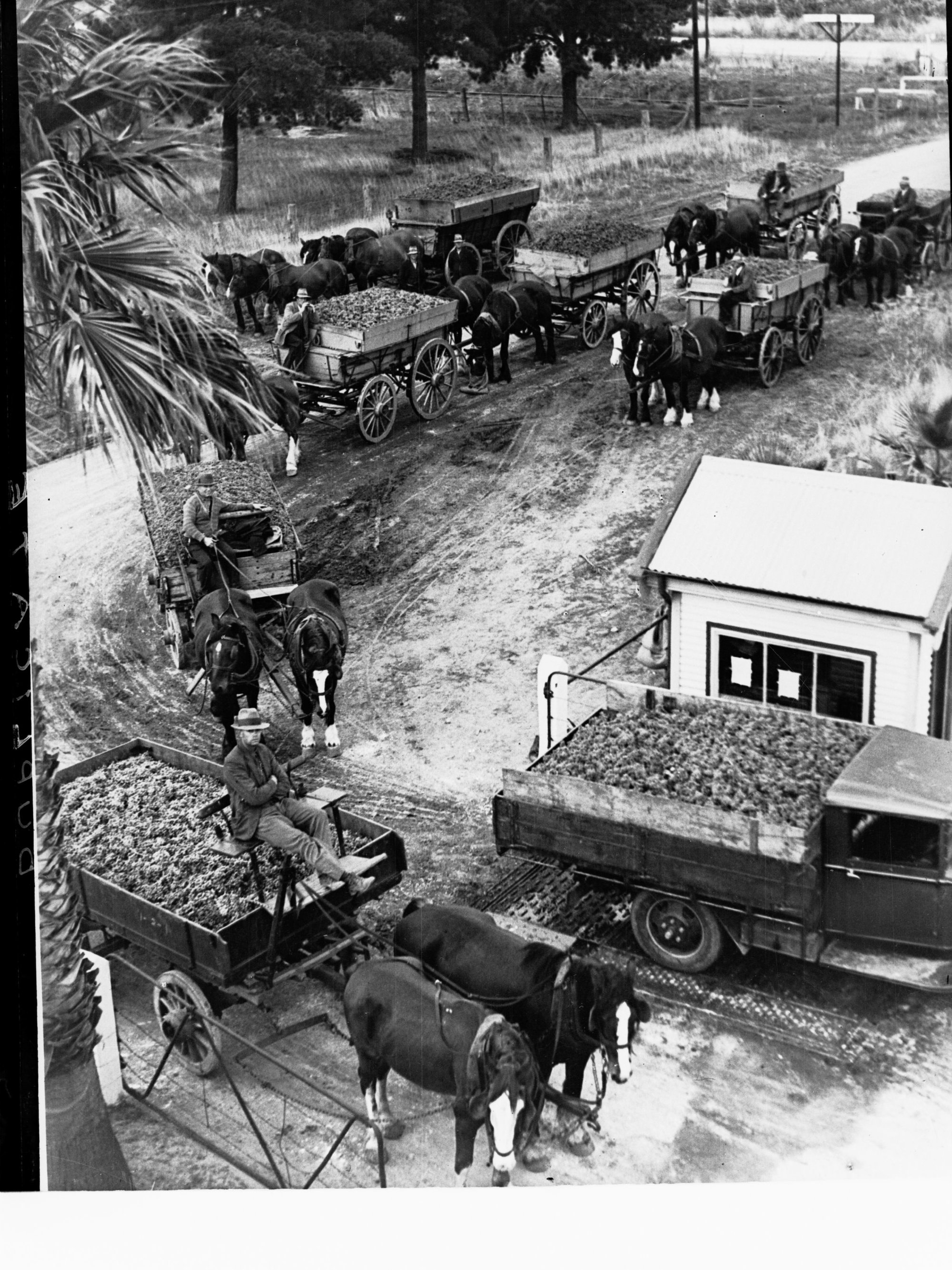 Motor truck and horse wagons delivering grapes to winery.  Probably Barossa Valley.