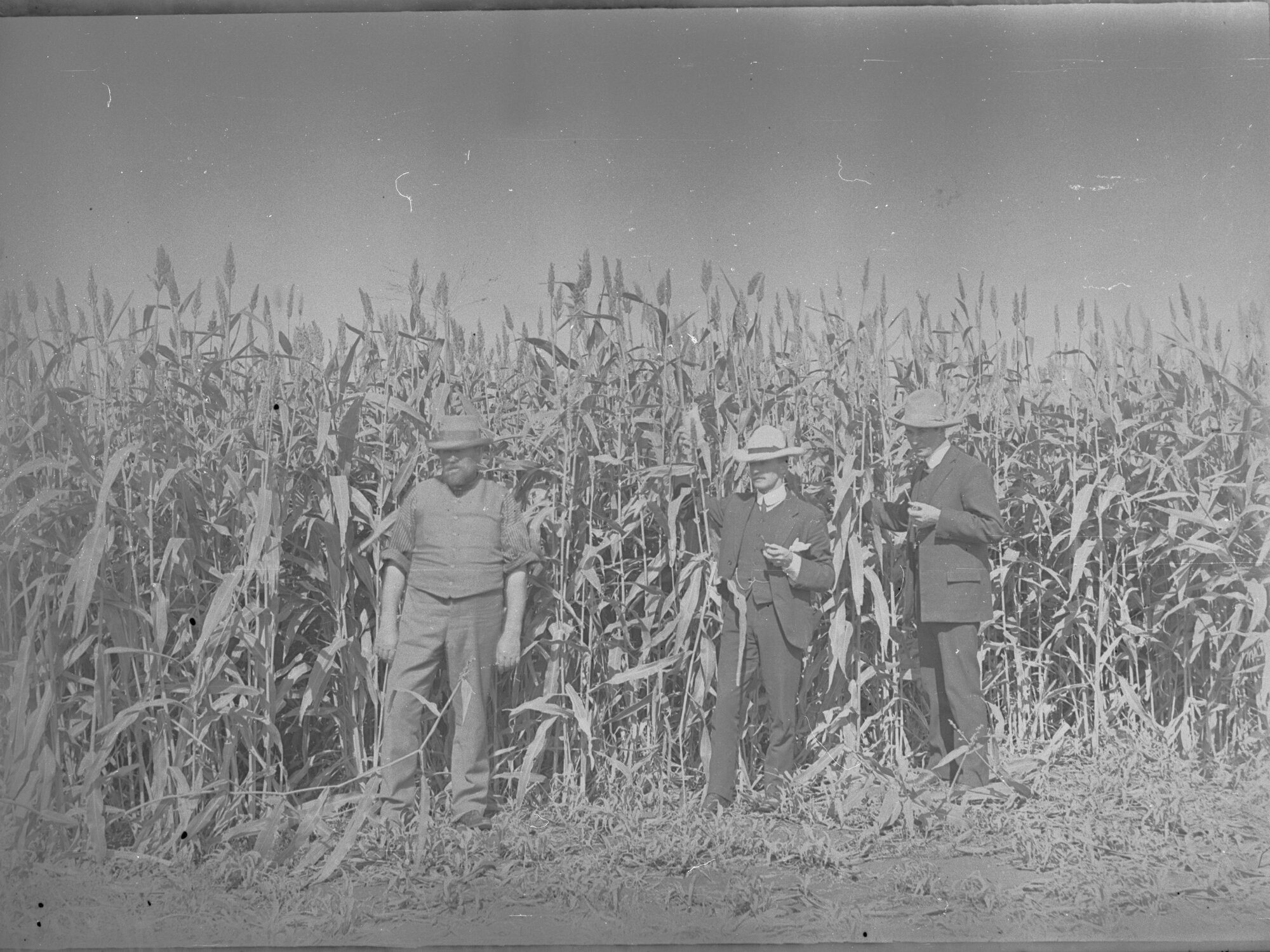 Neeta irrigation crop,  fields of maize  