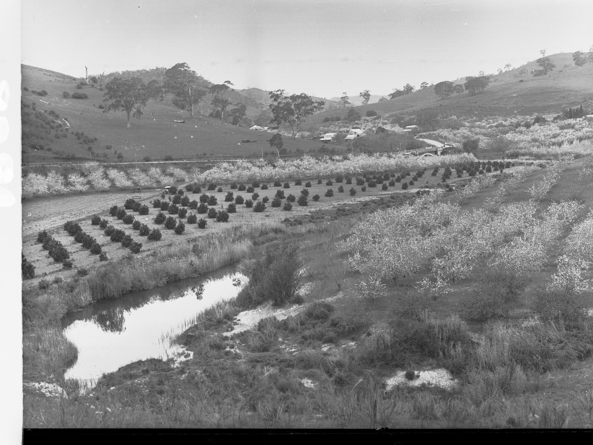 Gorge Road at Cudlee Creek Showing Fruit Trees in Bloom