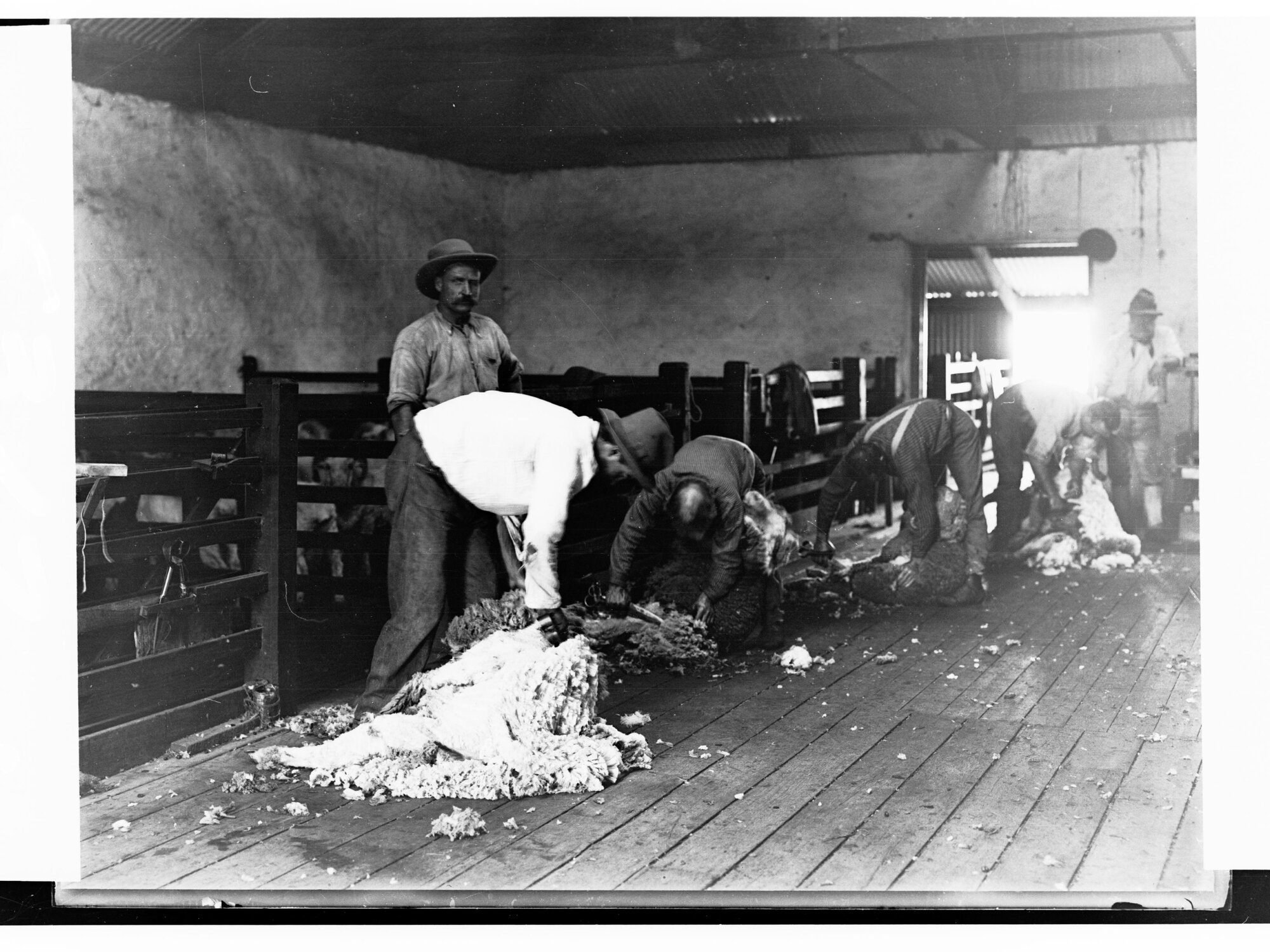 Shearing by Hand at Hill River