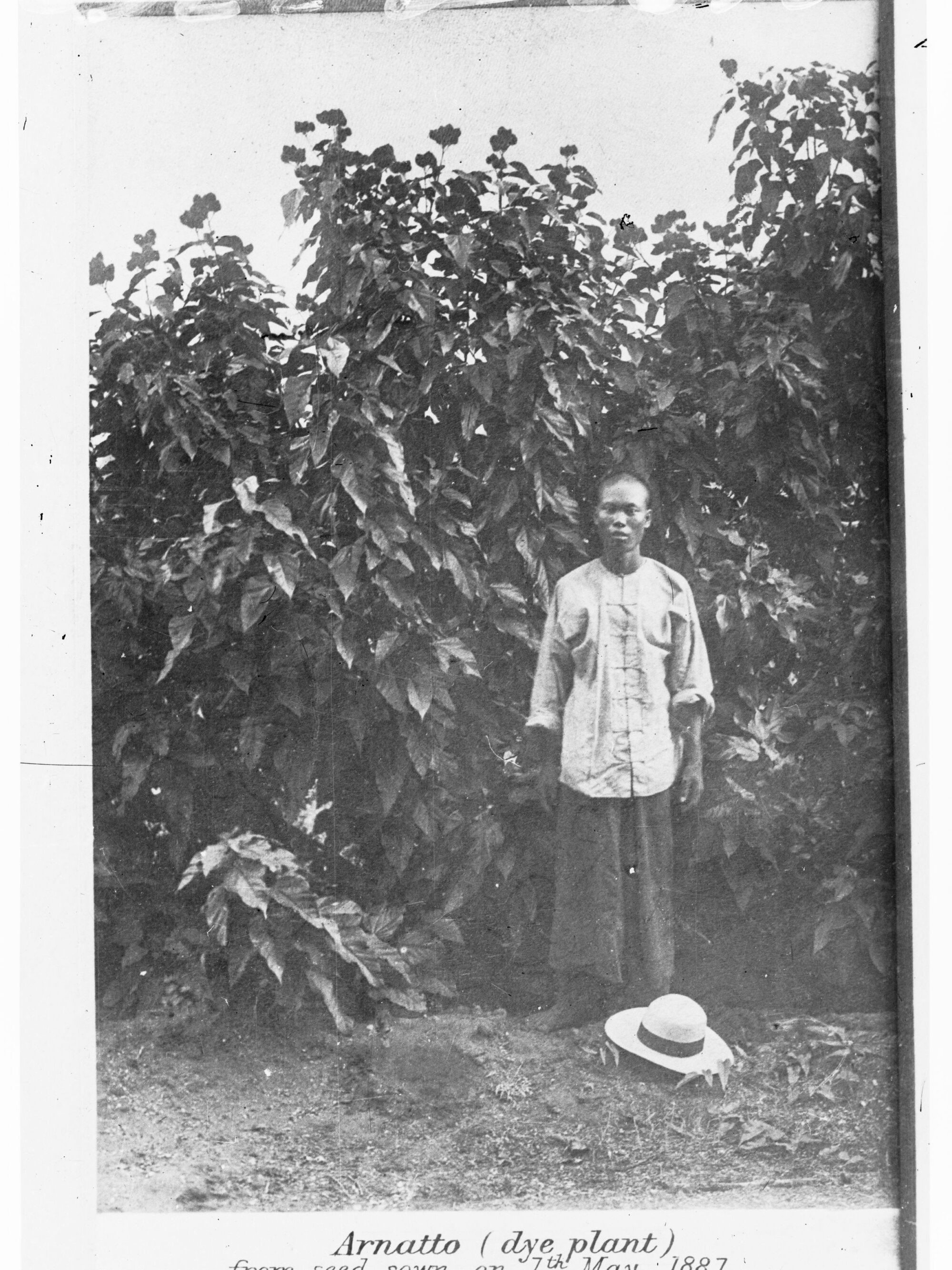 Chinese gardener standing beside crop of Sunn Hemp - Northern Territory