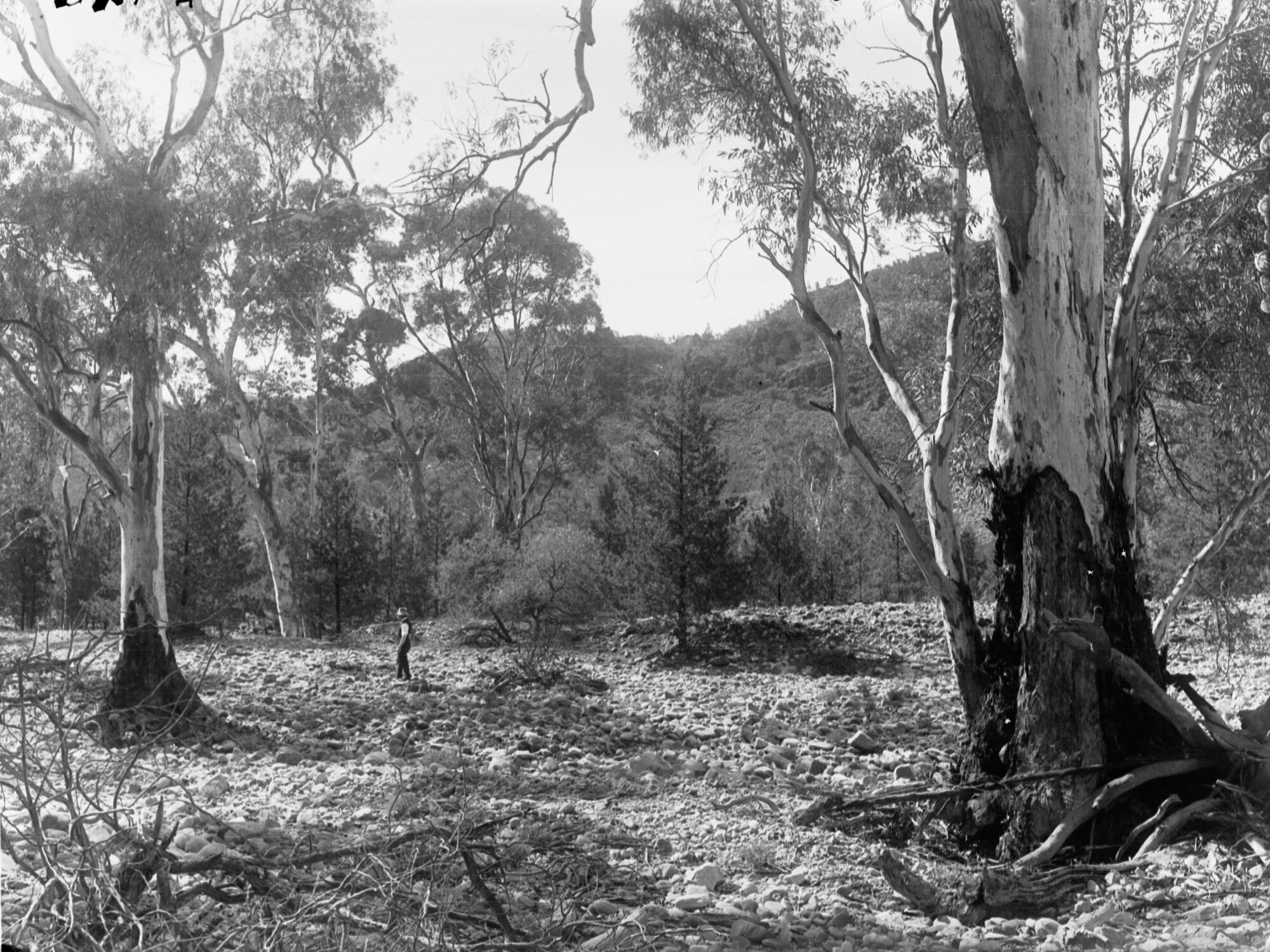 Halowie Creek Flinders Ranges