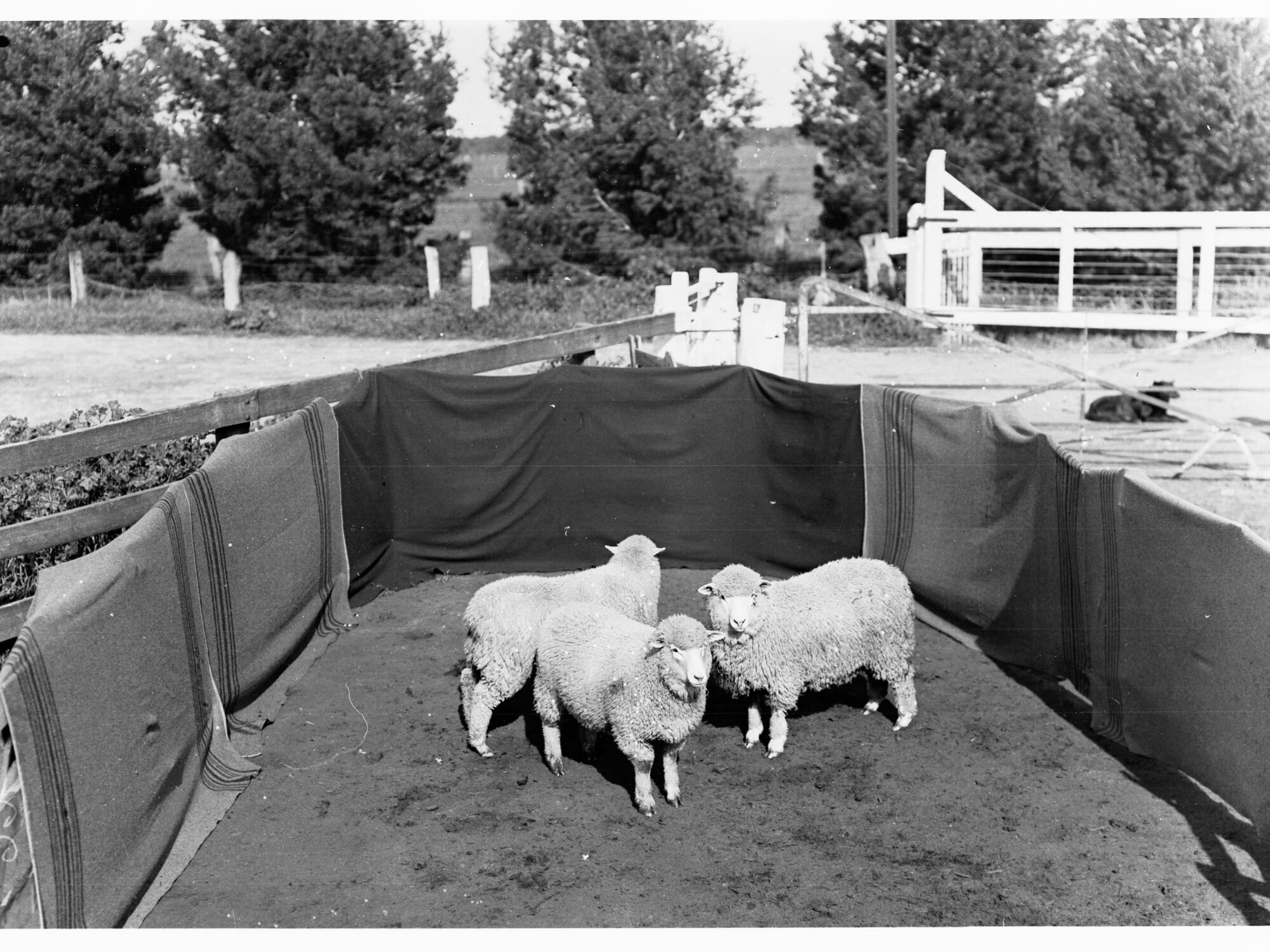 Sheep in a pen at Roseworthy