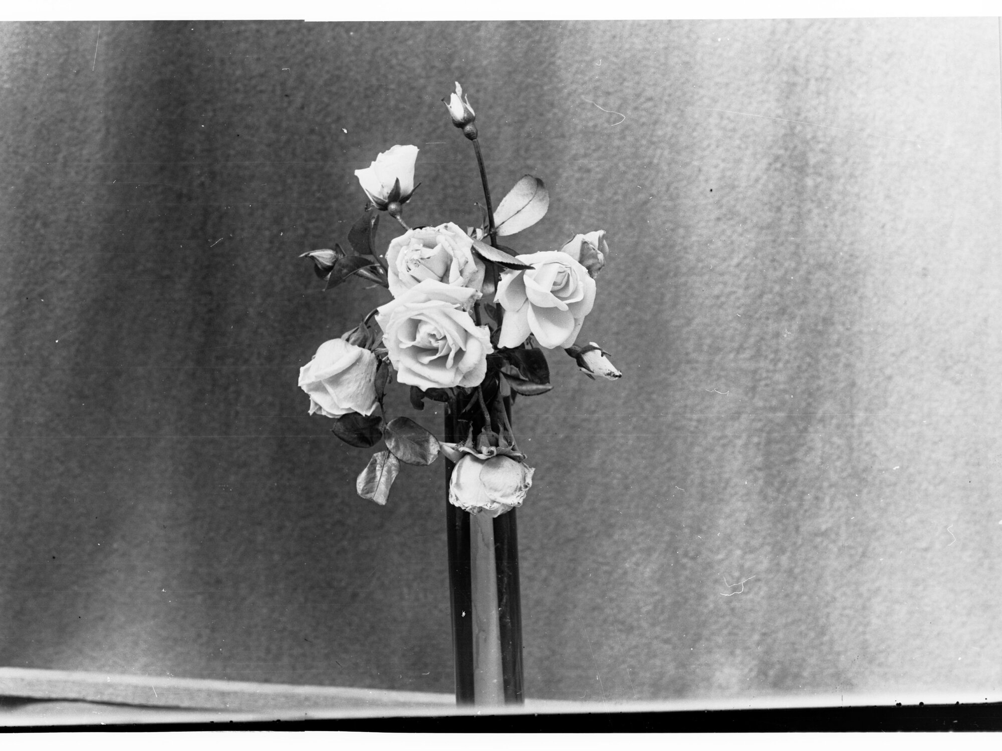Roses in Vase
