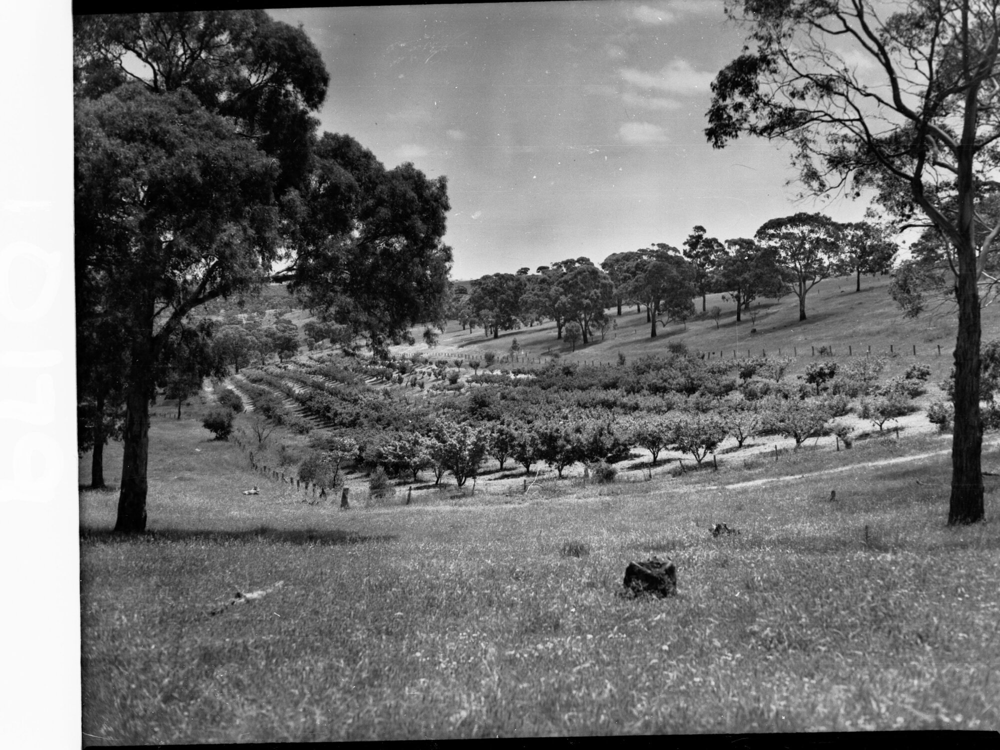 Orchard at Minda Home's Craigburn Farm, 1945