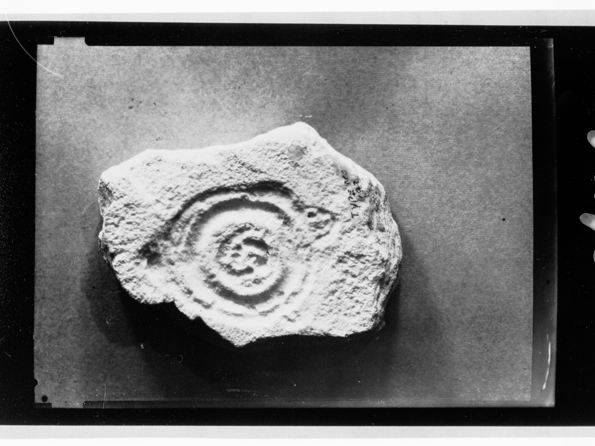 Fossil from Ediacara