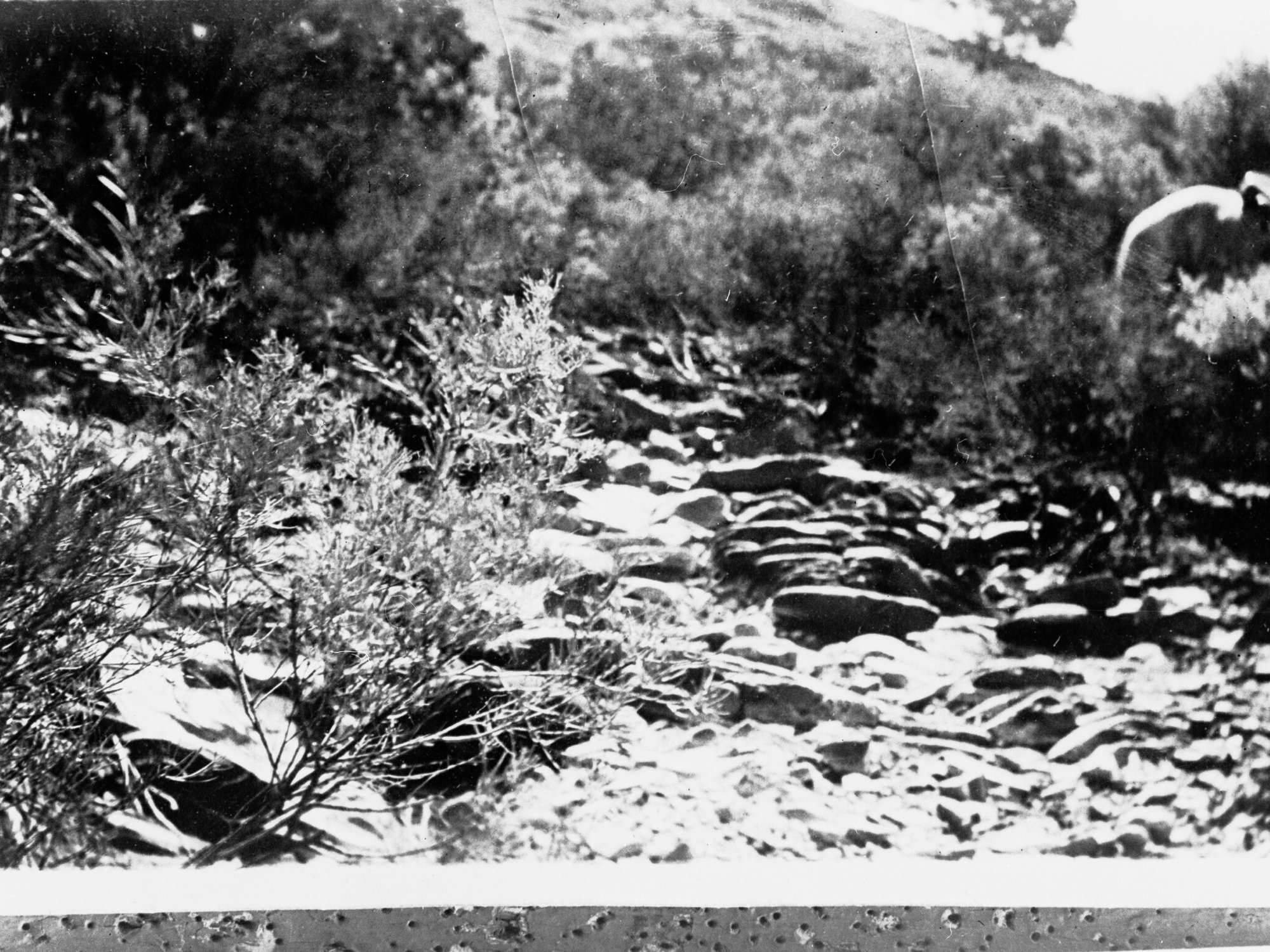 Worturpa Murder Case bush scene