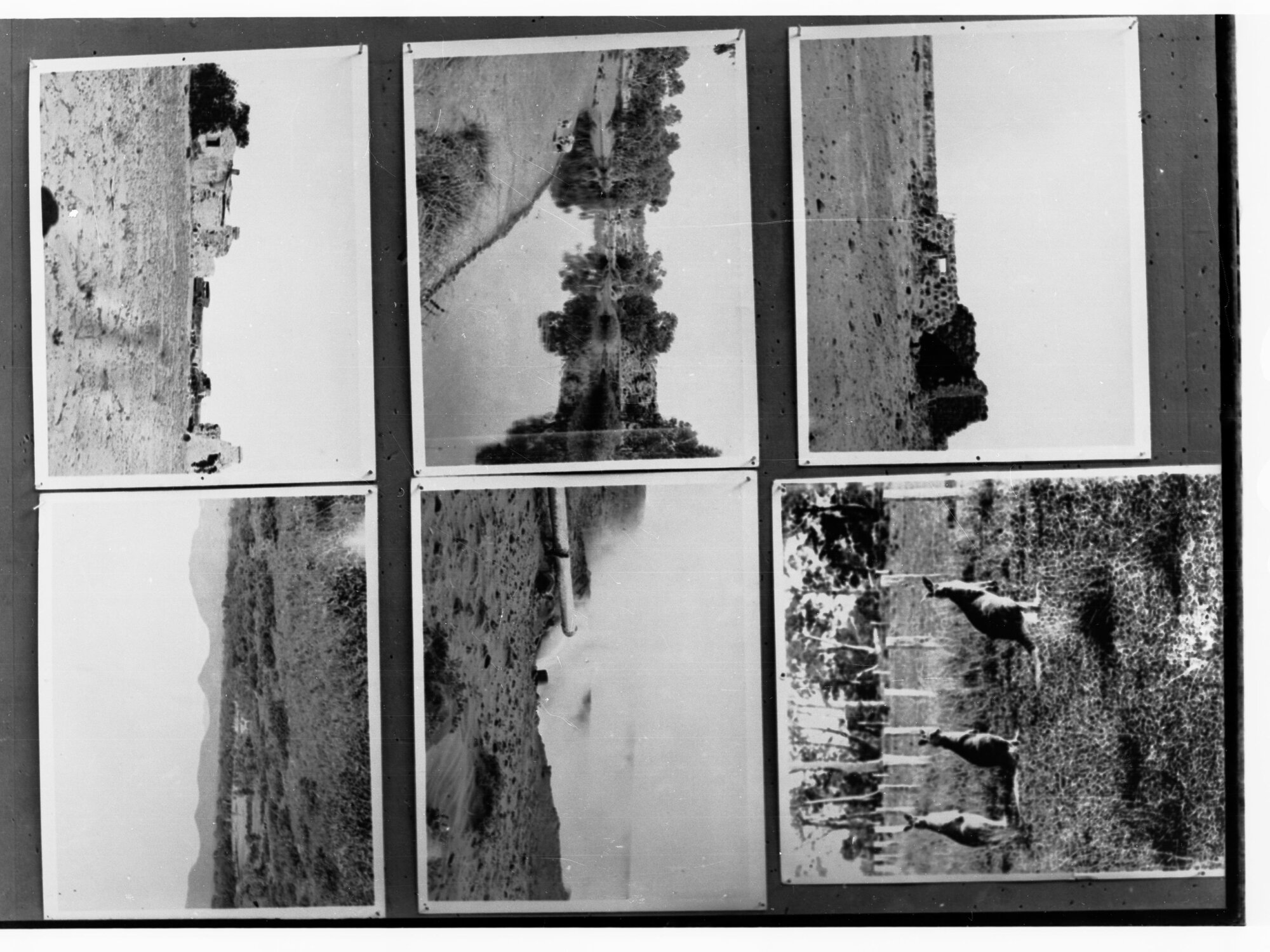 Six unrelated photographs including hut ruins, kangaroos and rural scenes