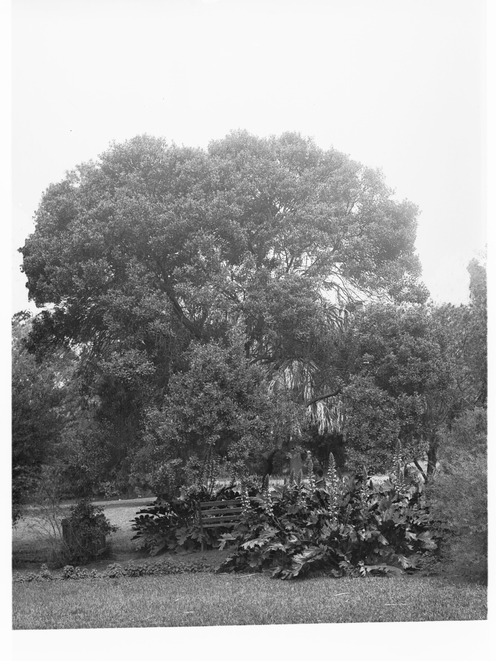 Ficus Infectoria Specimen, Botanic Gardens