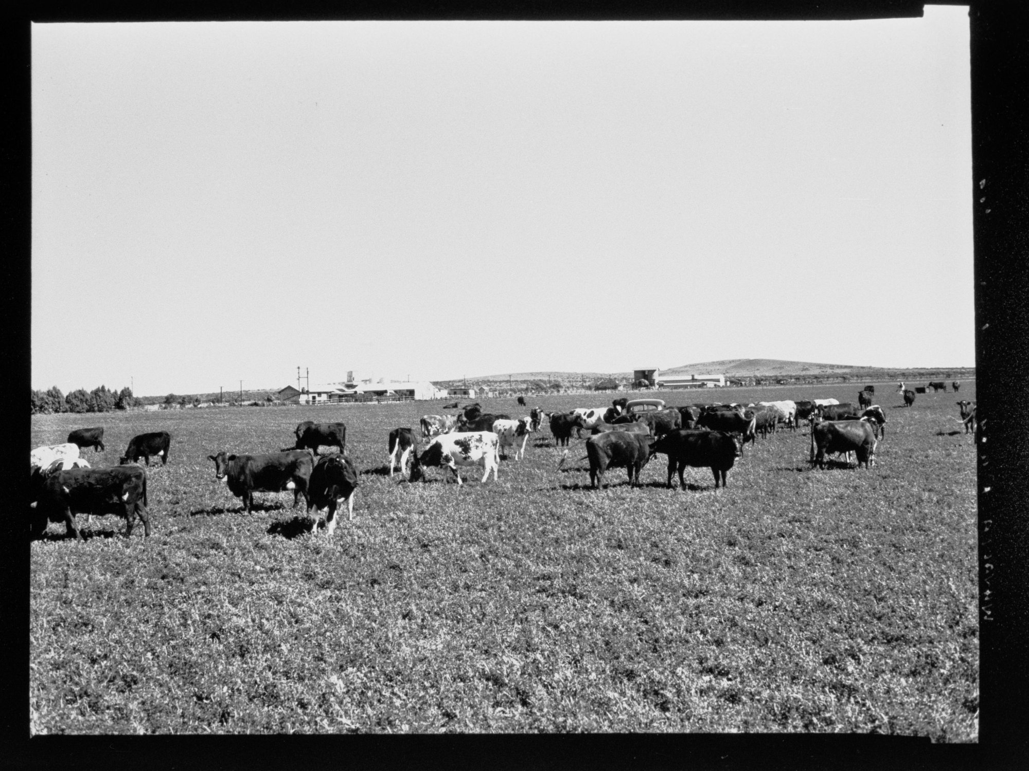 Whyalla - cows in paddock