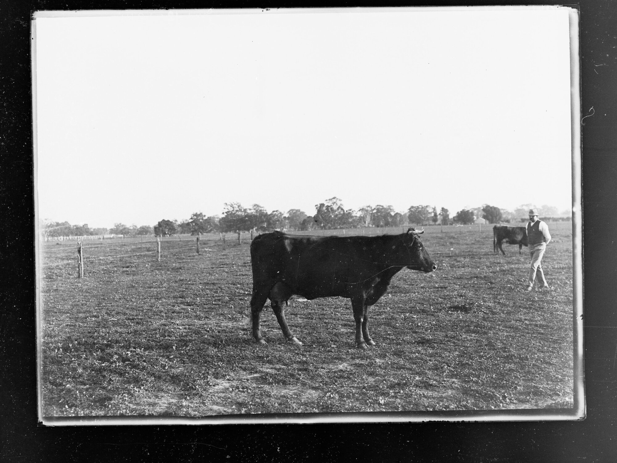 Cow in paddock